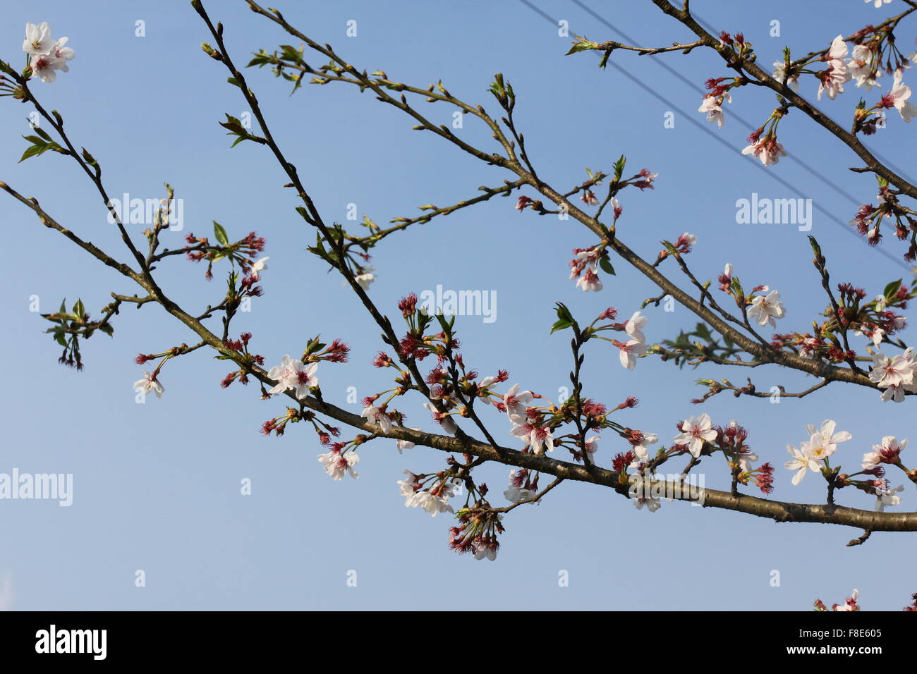 White tree flowers in spring Stock Photo