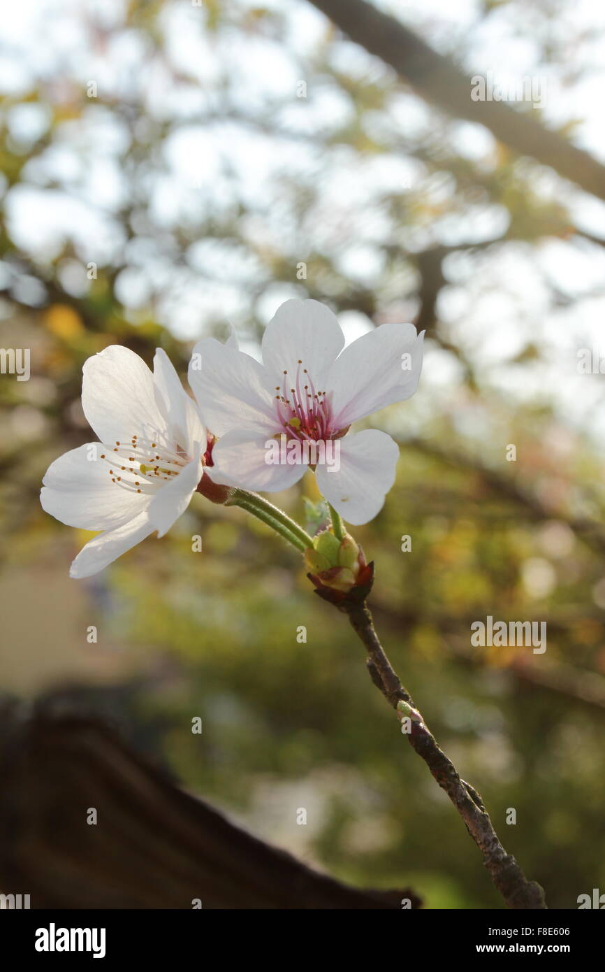 White tree flowers in spring Stock Photo