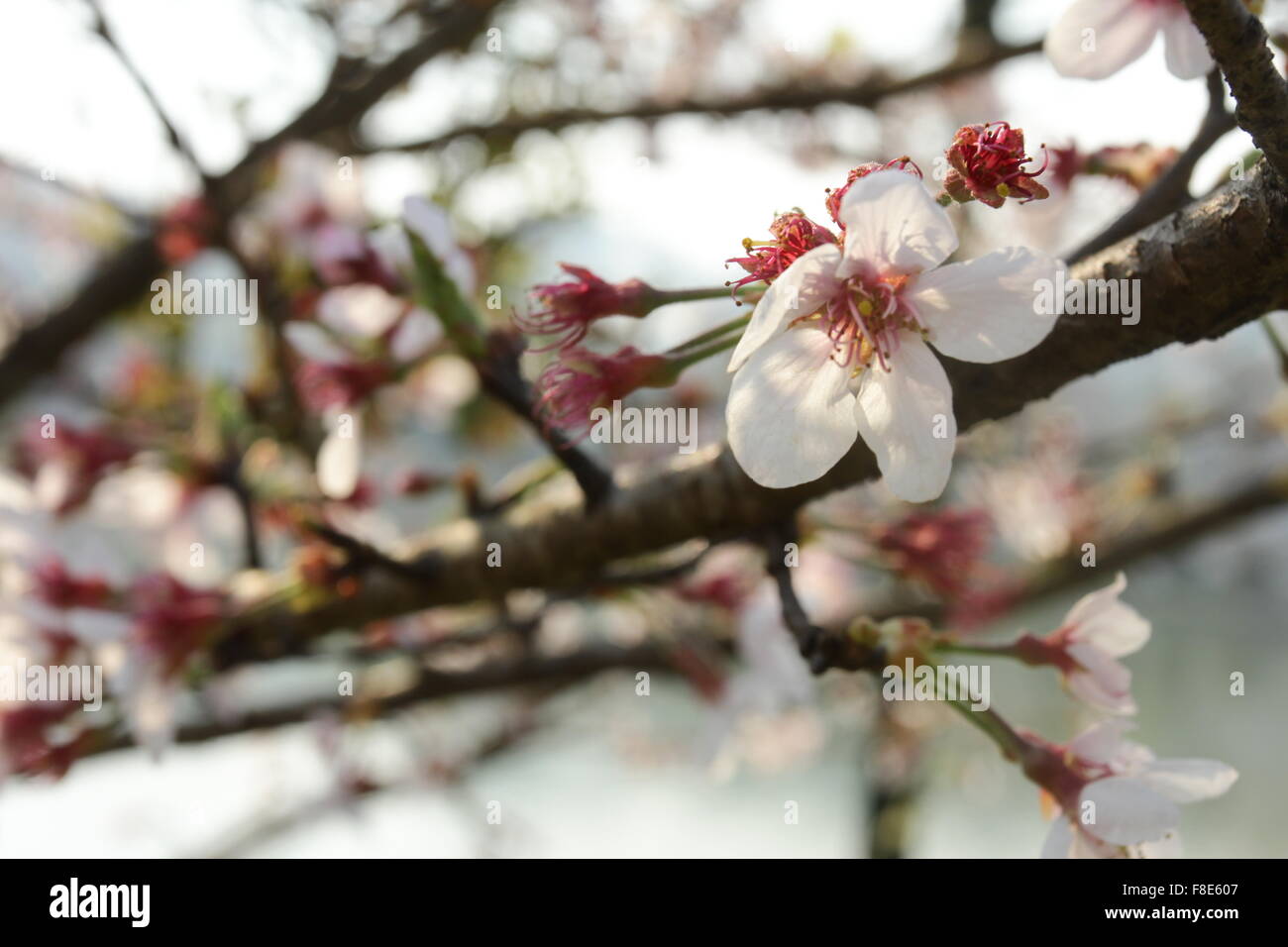 White tree flowers in spring Stock Photo
