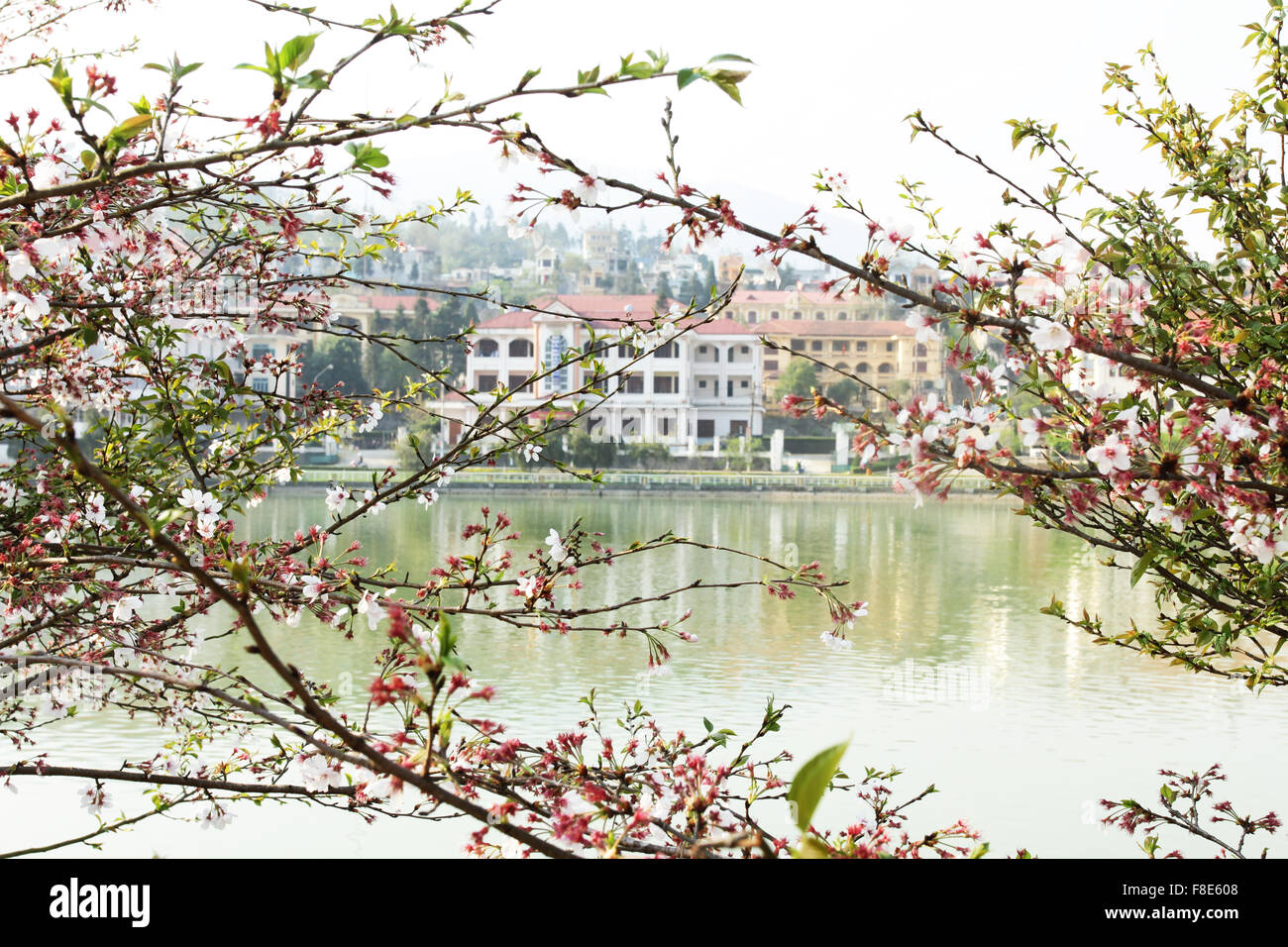 White tree flowers in spring Stock Photo