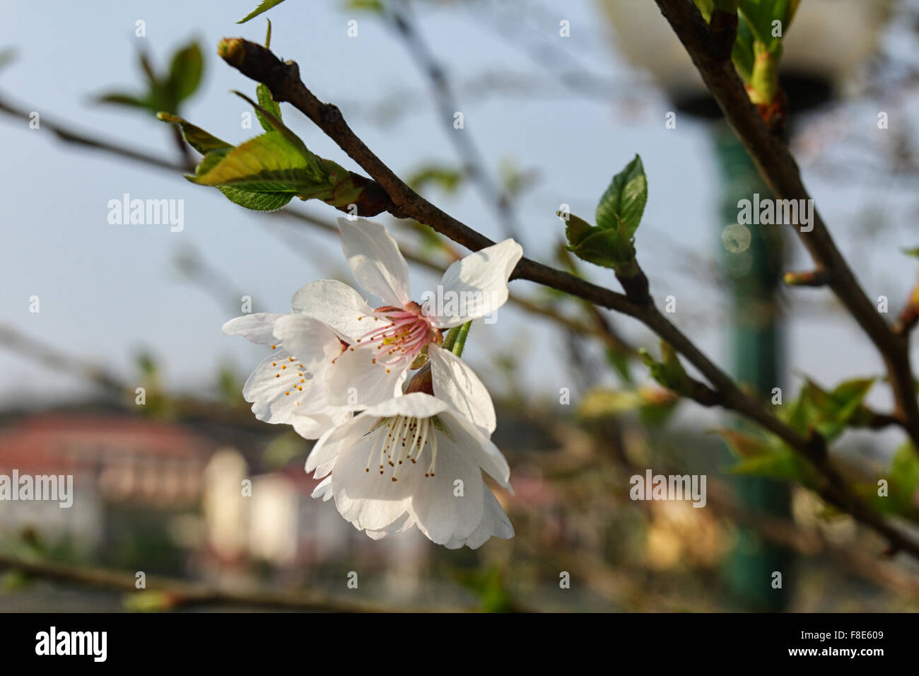 White tree flowers in spring Stock Photo