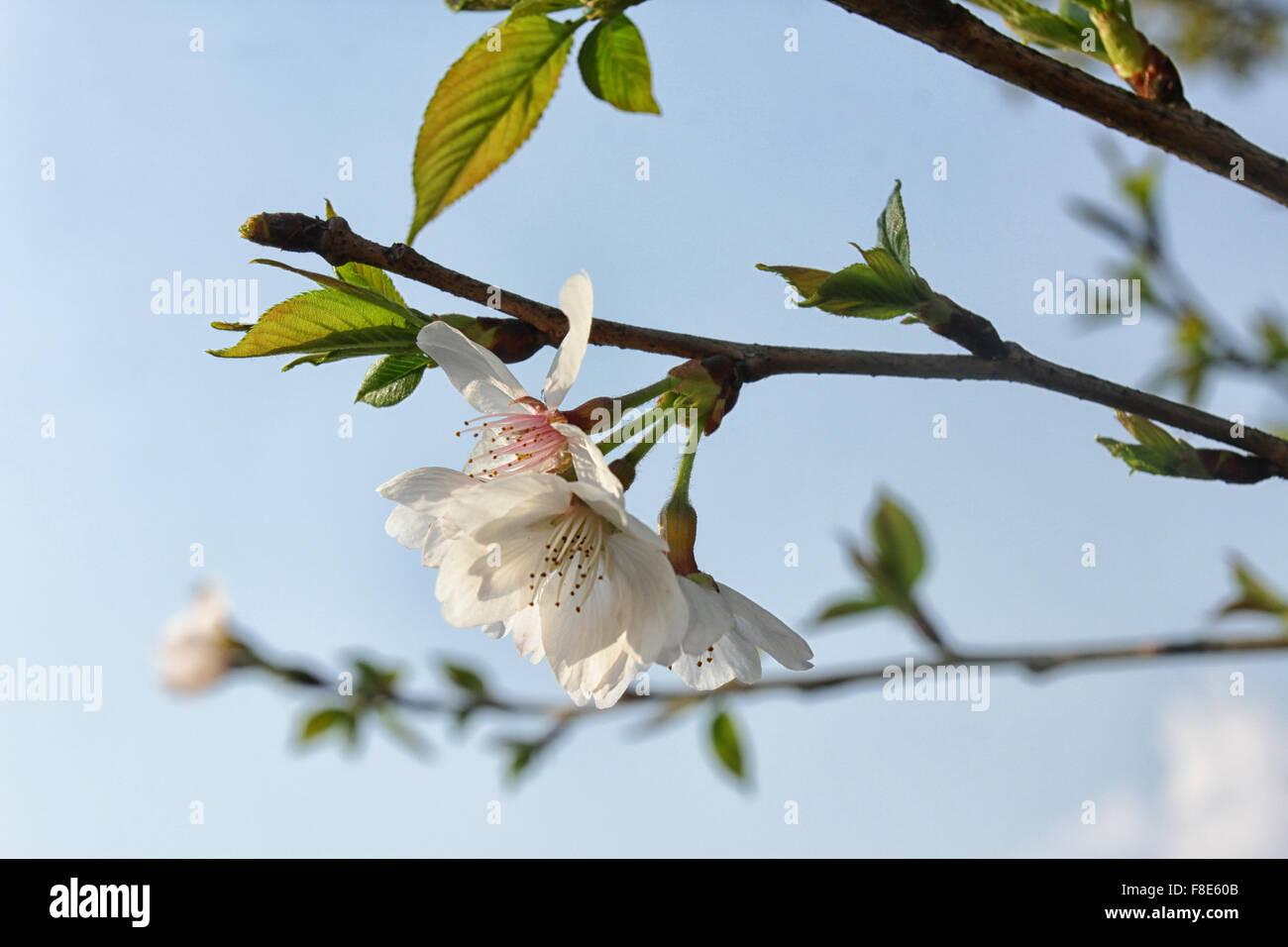 White tree flowers in spring Stock Photo