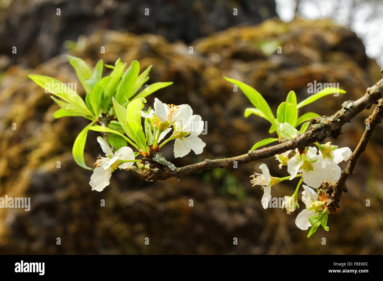 White tree flowers in spring Stock Photo