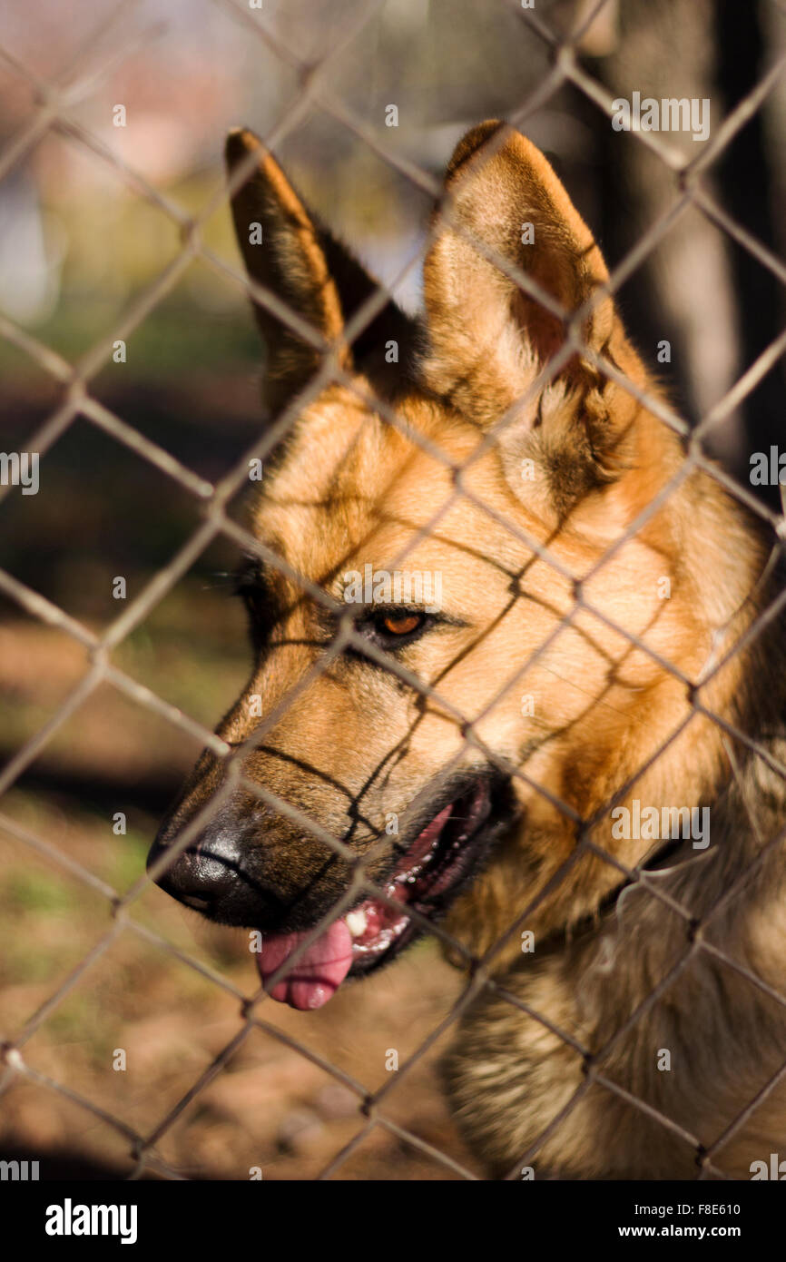 Dog behind a fence Stock Photo