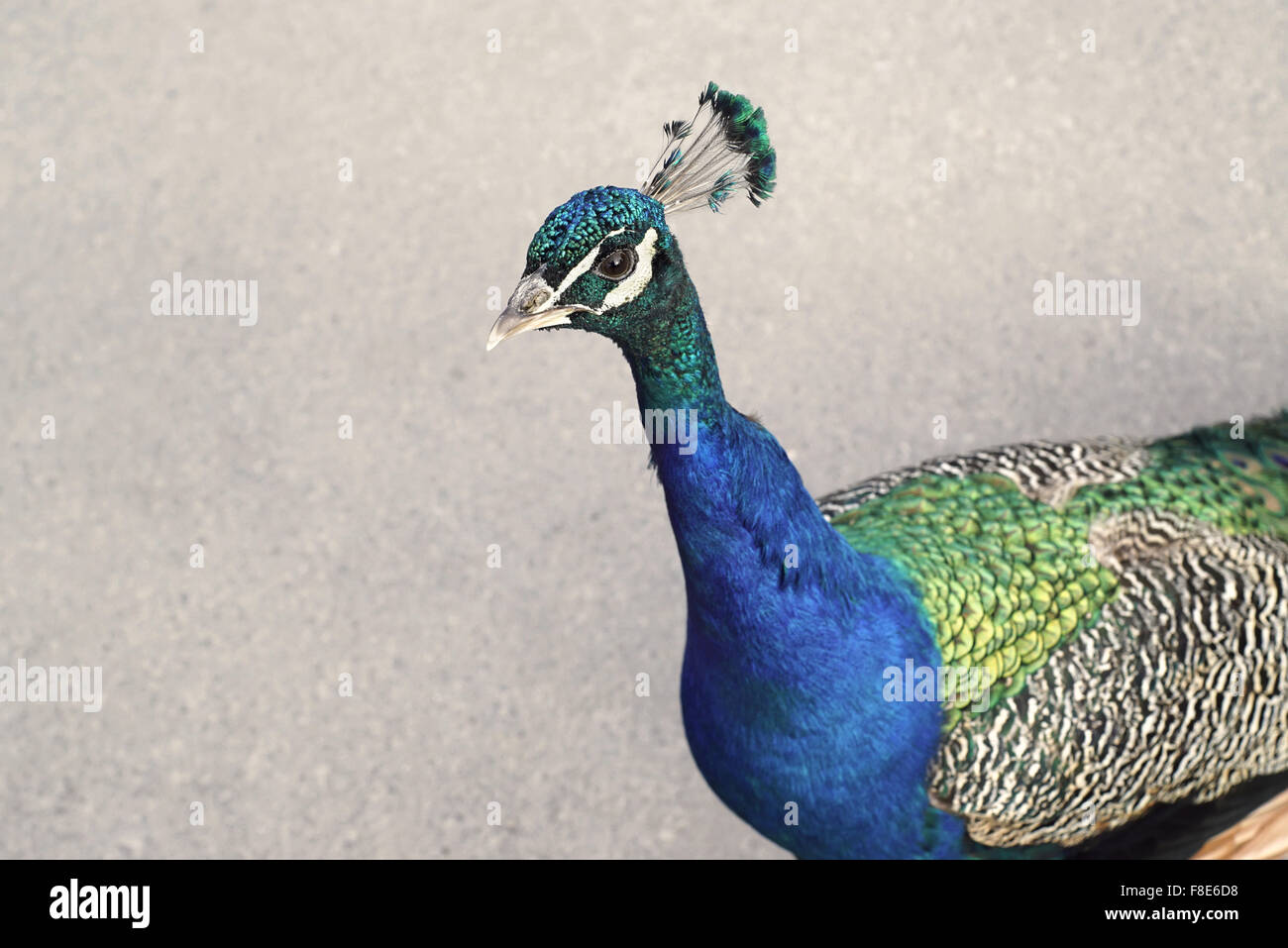 Portrait of a peacock, sharp on eye Stock Photo