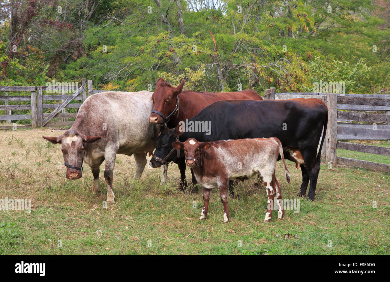Dairy cattle with calf grouped together in a pen. Stock Photo