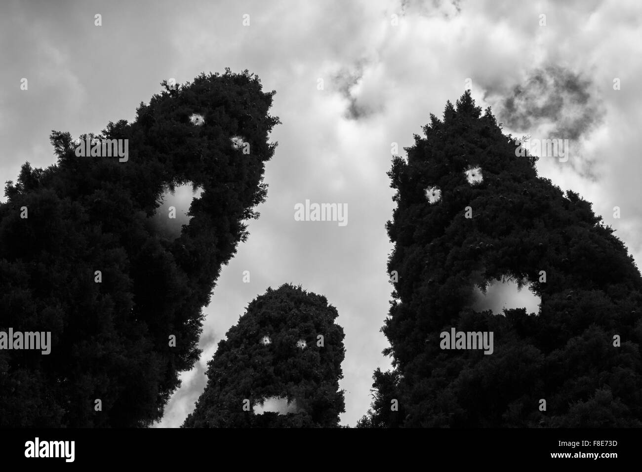 Dead Trees And Shadow Of An Evil Face In Inverted Color Effect. Black And  White Image. Concept Of Friday The 13th, Halloween, Mystery, Nightmare,  Etc. Stock Photo, Picture and Royalty Free Image.