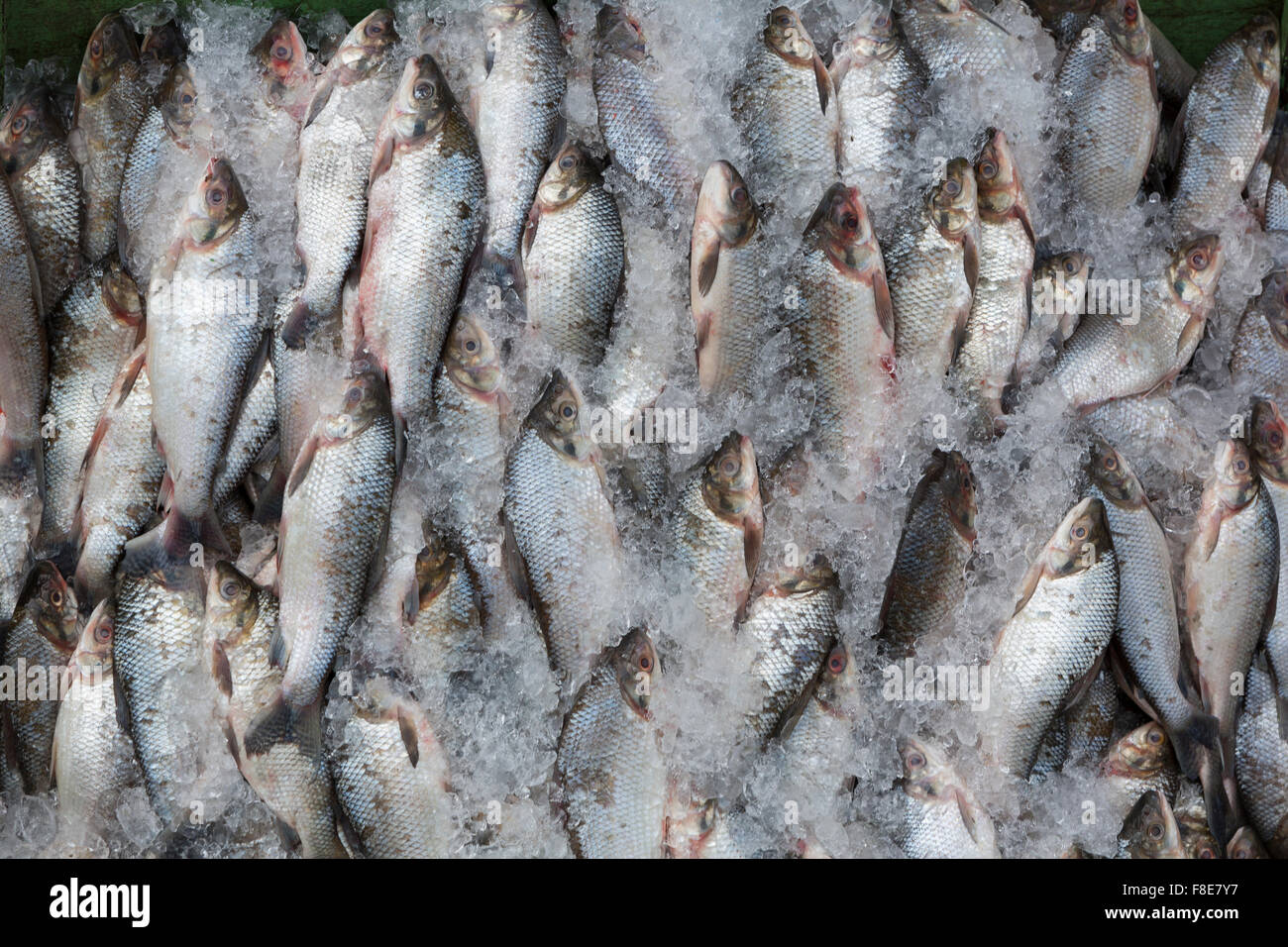 Background of large group of fish in ices seen from above at the fish market of Manaus, Brazil 2015 Stock Photo