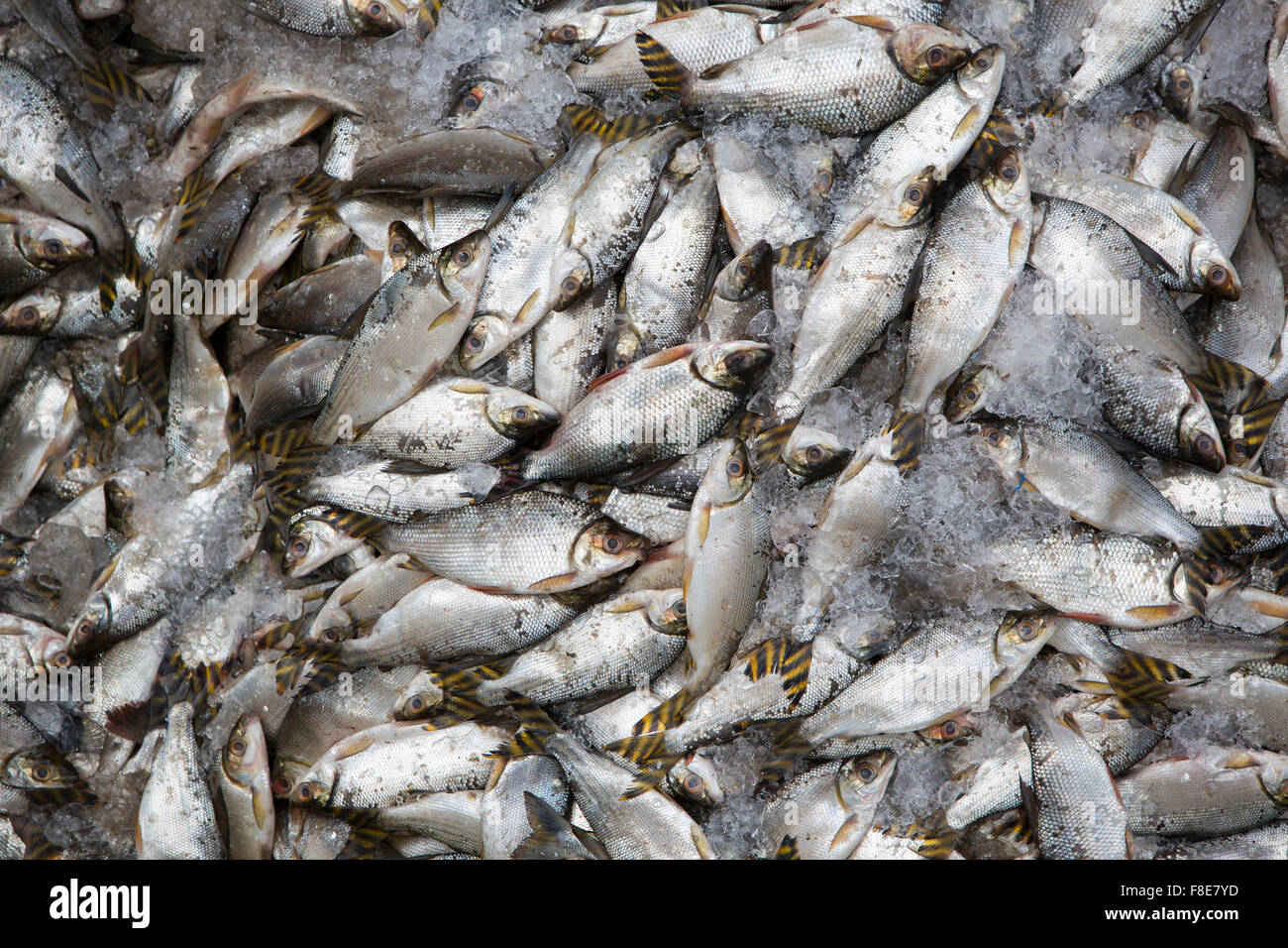 Background of large group of fish in ices seen from above at the fish market of Manaus, Brazil 2015 Stock Photo