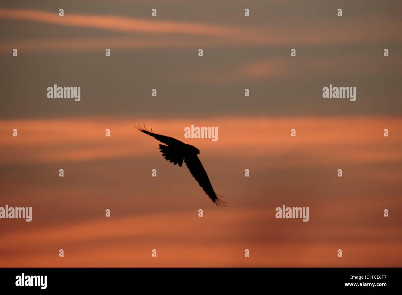 Marsh Harrier in silhouette against orange sunset Stock Photo