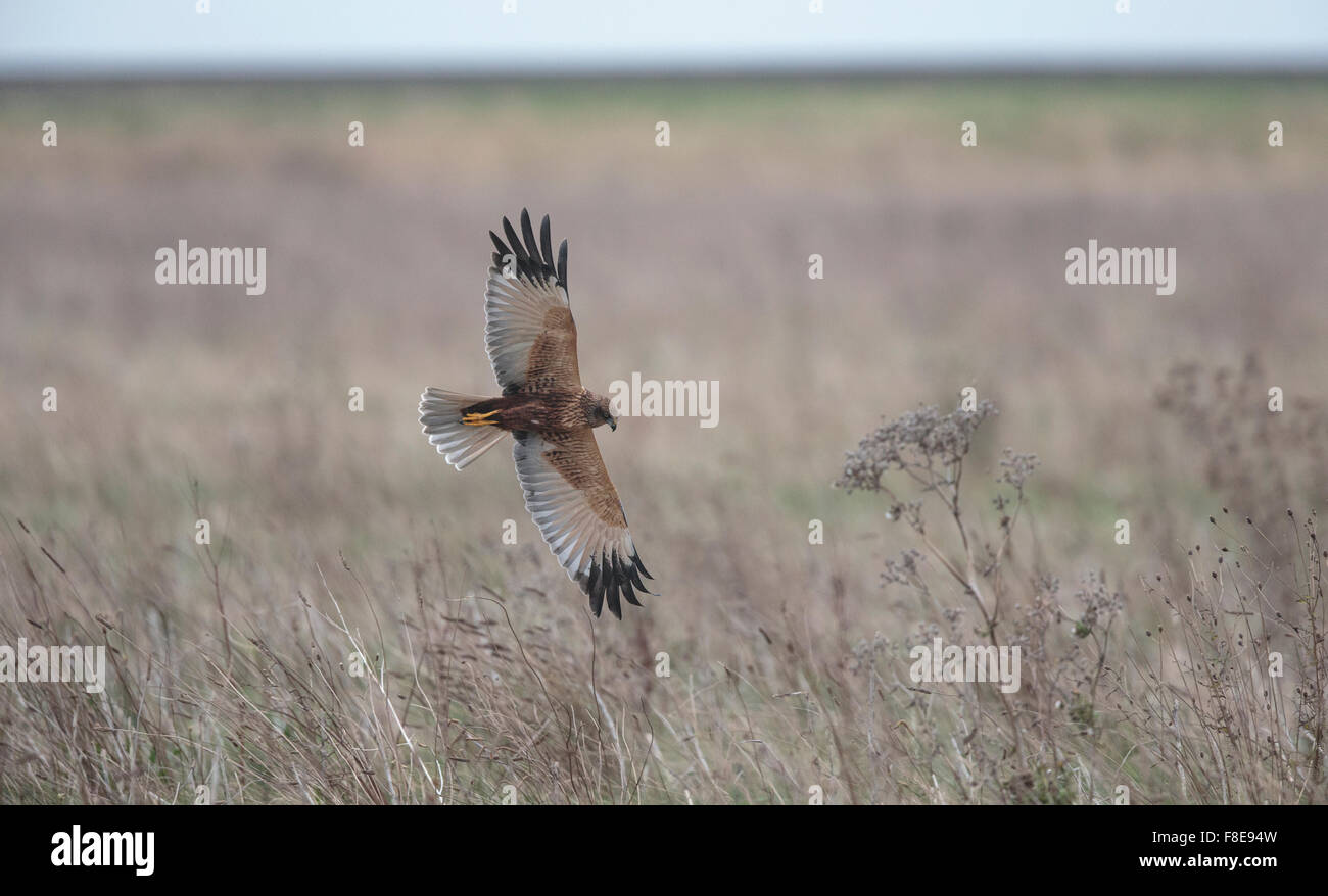 Marsh Harrier, Curcus aeruginosus, male hunting over rough grass field Stock Photo