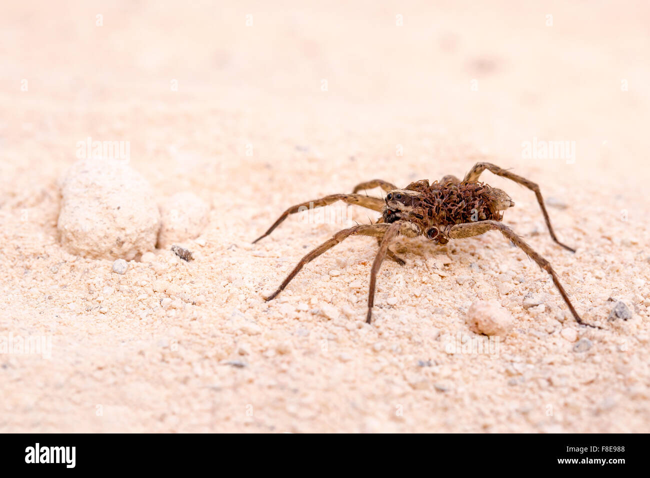 Wolf spider (Family Lycosidae) on sand. Photographed in Israel in October Stock Photo