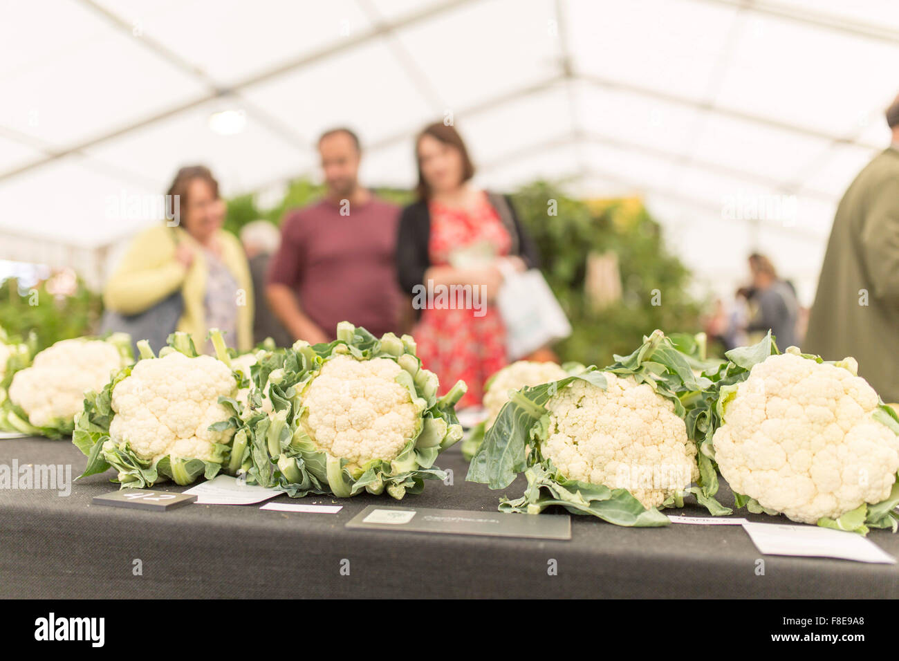 cauliflower judging competition Stock Photo