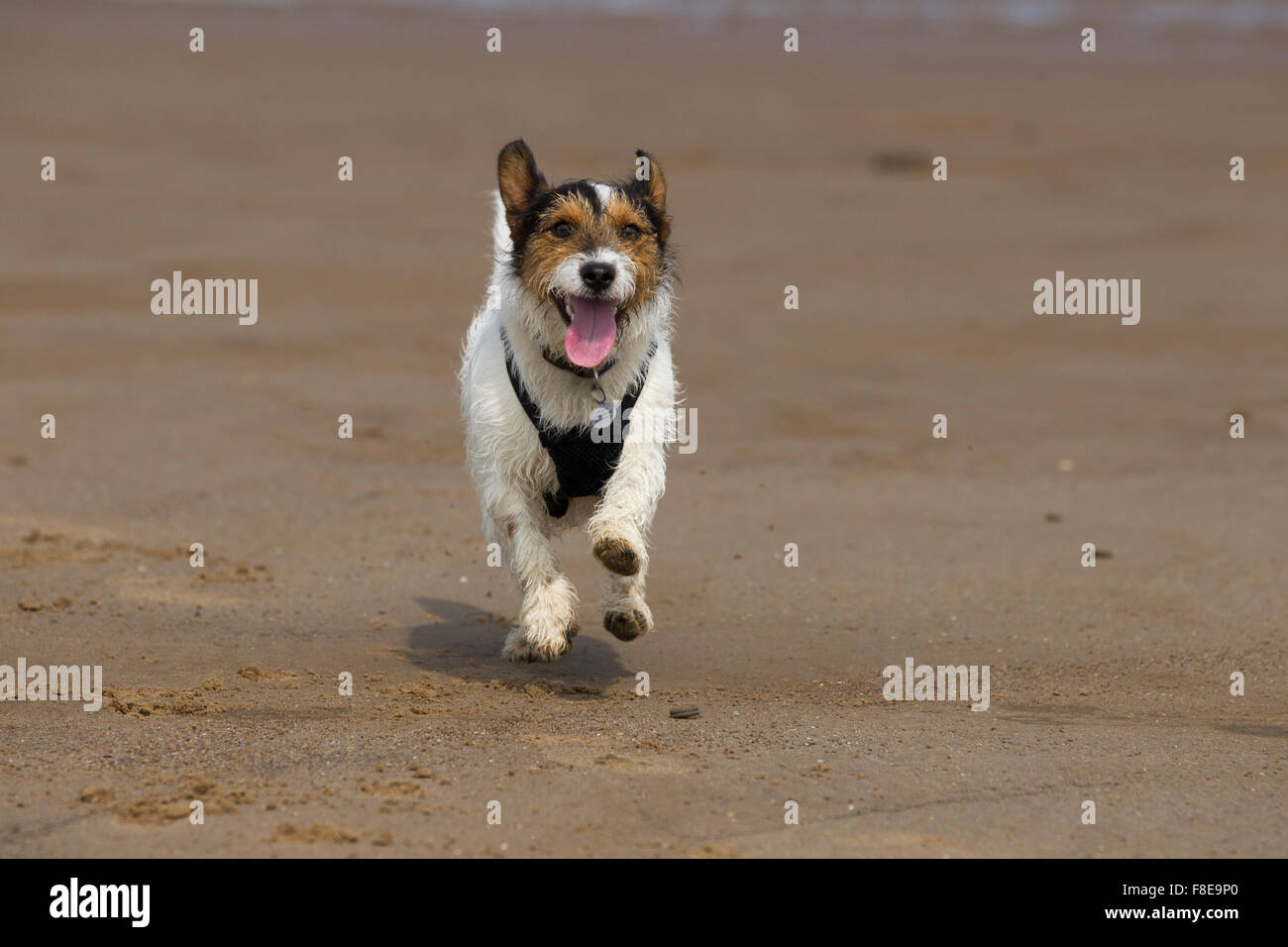 Jack Russell Terrier, small dog, running on beach, Stock Photo