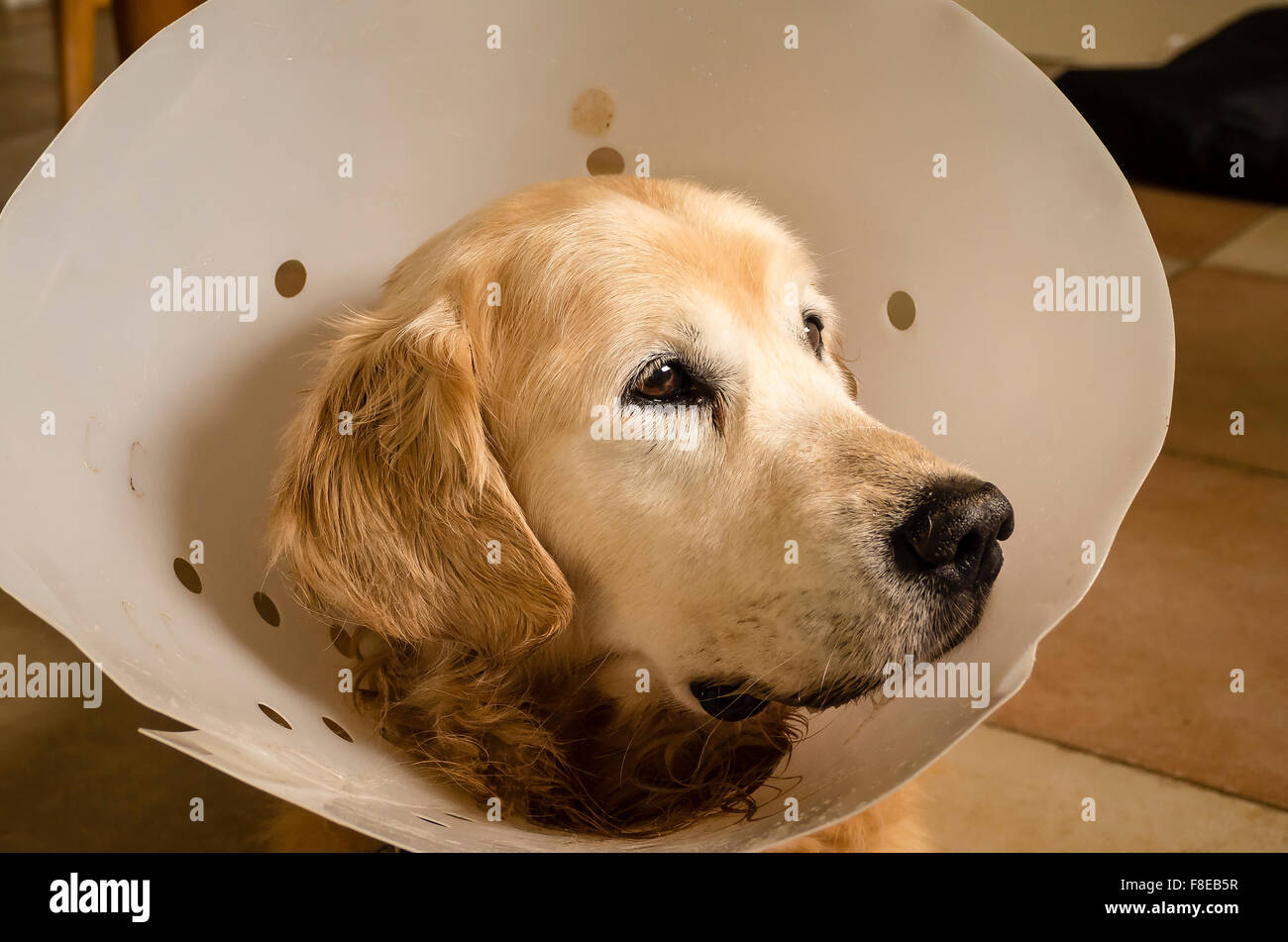 Golden retriever dog wearing a surgical collar after abdominal operation Stock Photo