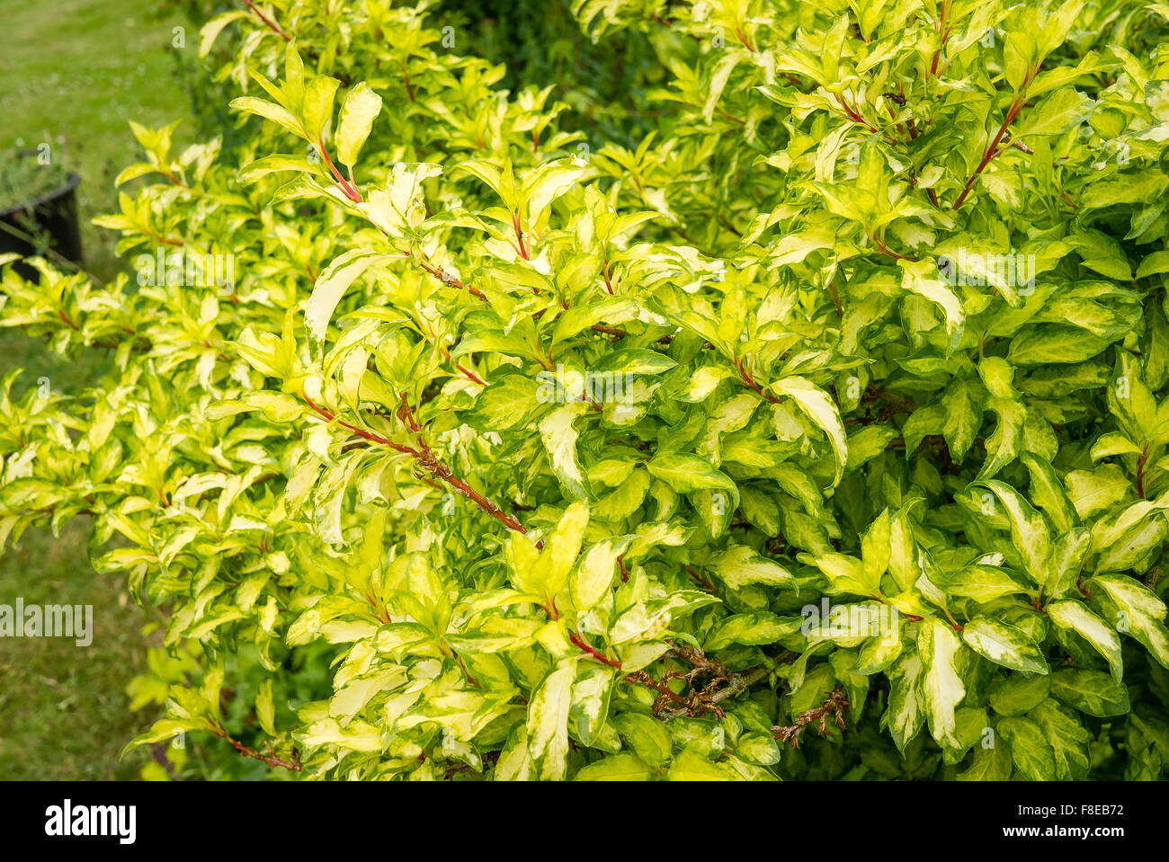 Year-round variegated foliage on forsythia Stock Photo
