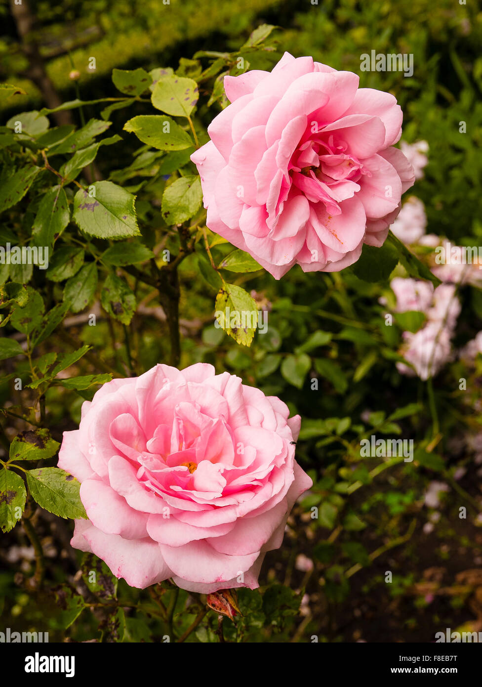 Two pink old China roses Hermosa Stock Photo