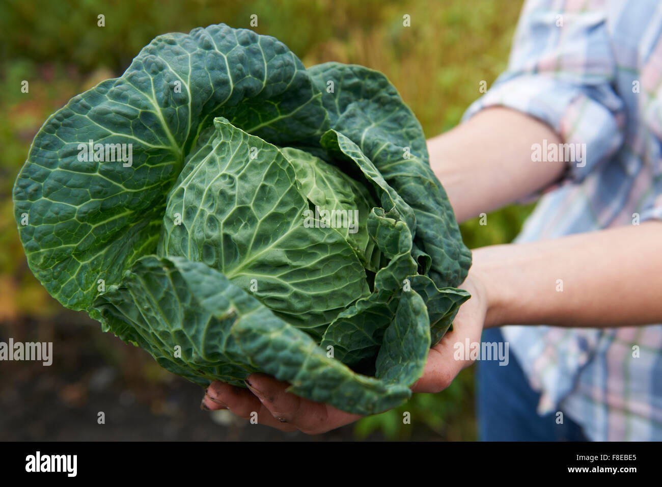 Woman Holding Home Grown Cabbage Stock Photo