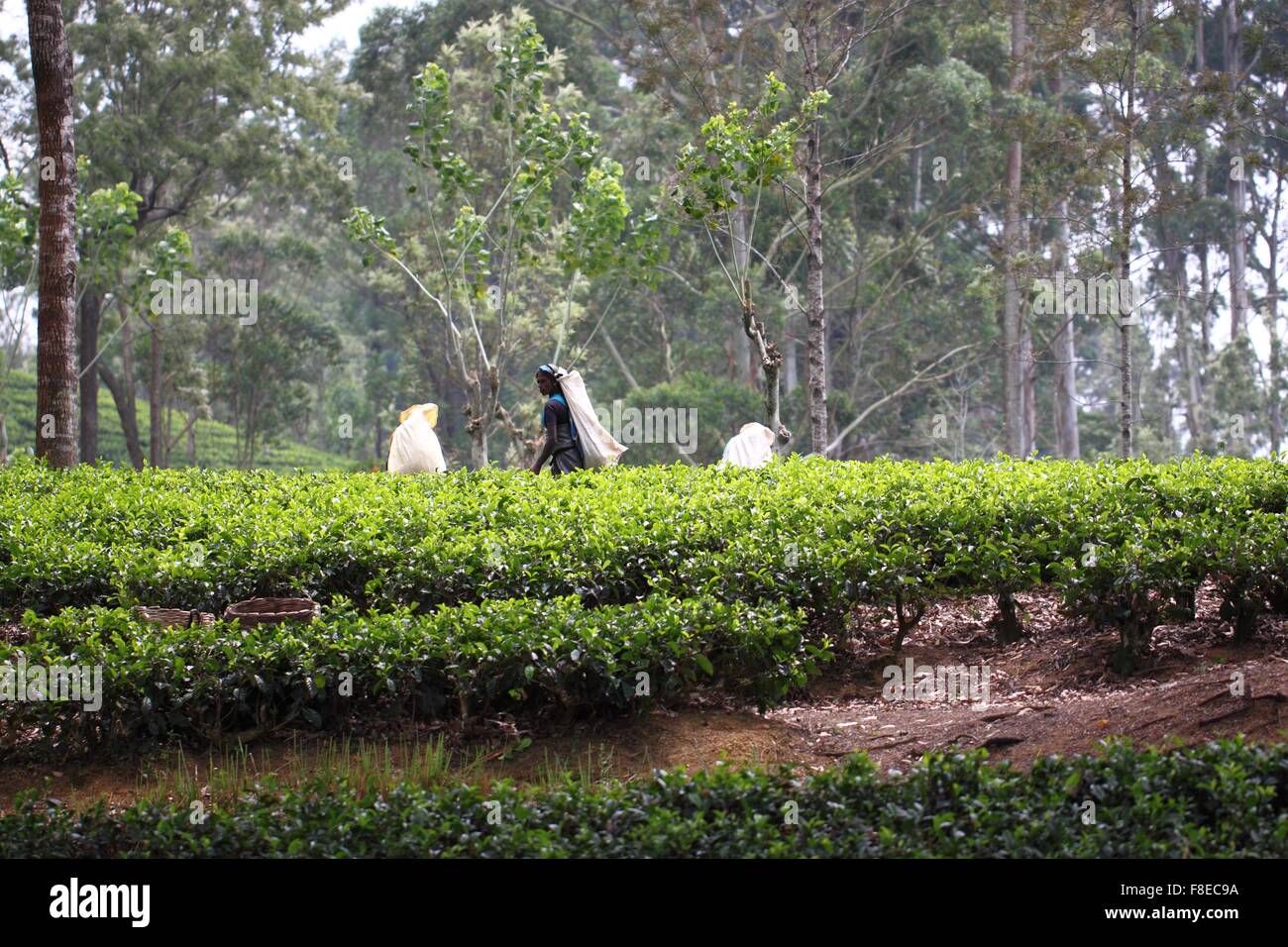 Haputale, Sri Lanka, tea picking Stock Photo - Alamy