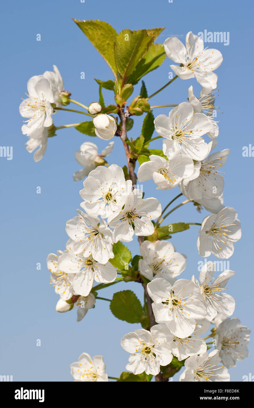 Sour cherry, Sauerkirsche, Weichselkirsche, Sauer-Kirsche, Kirsche, Schattenmorelle, Blüten, Blüte, Obstbaum, Prunus cerasus Stock Photo