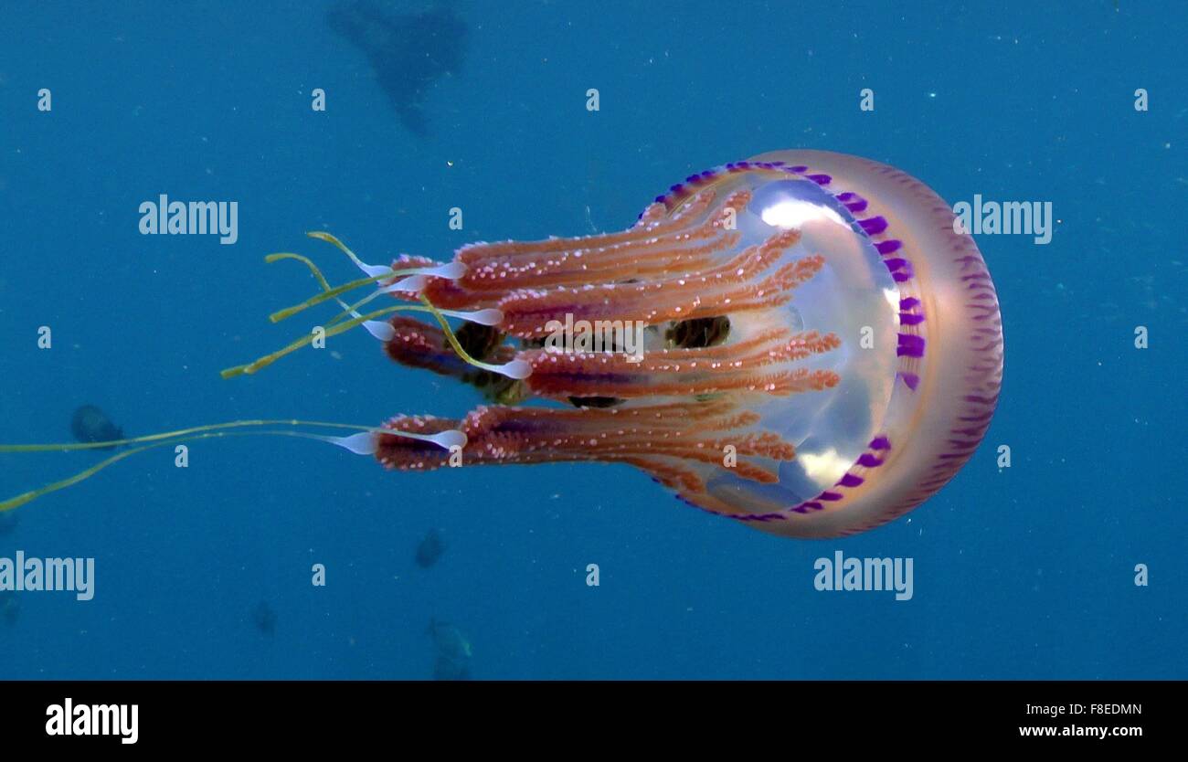 Pink Jellyfish (Thysanostoma) with small fishes (The Atlantic horse mackerel) Stock Photo