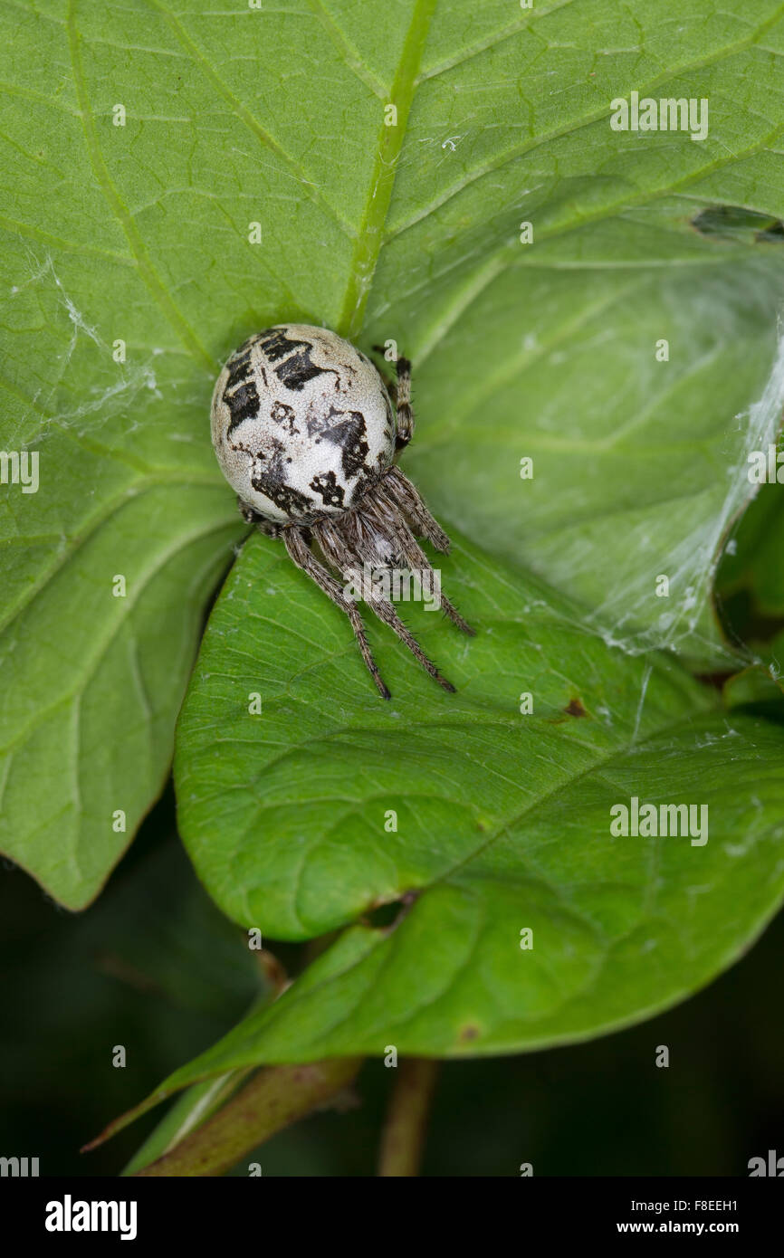 Furrow spider, Furrow Orbweaver Spider, Schilfradspinne, Schildkreuzspinne, Larinioides cornutus, Araneus cornutus Stock Photo
