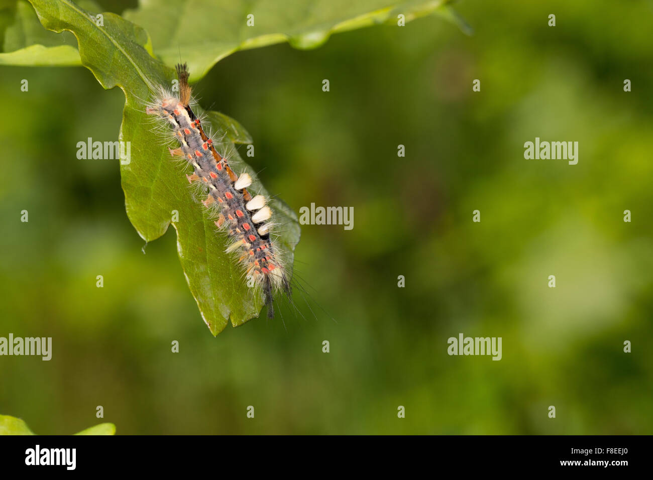 Vapourer moth, rusty tussock moth, caterpillar, Schlehenspinner, Kleiner Bürstenspinner, Raupe, Orgyia antiqua, Orgyia recens Stock Photo