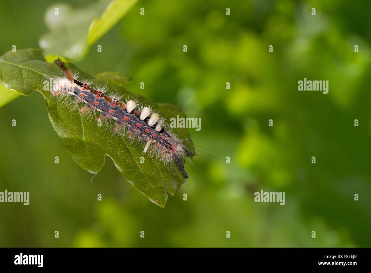 Vapourer moth, rusty tussock moth, caterpillar, Schlehenspinner, Kleiner Bürstenspinner, Raupe, Orgyia antiqua, Orgyia recens Stock Photo