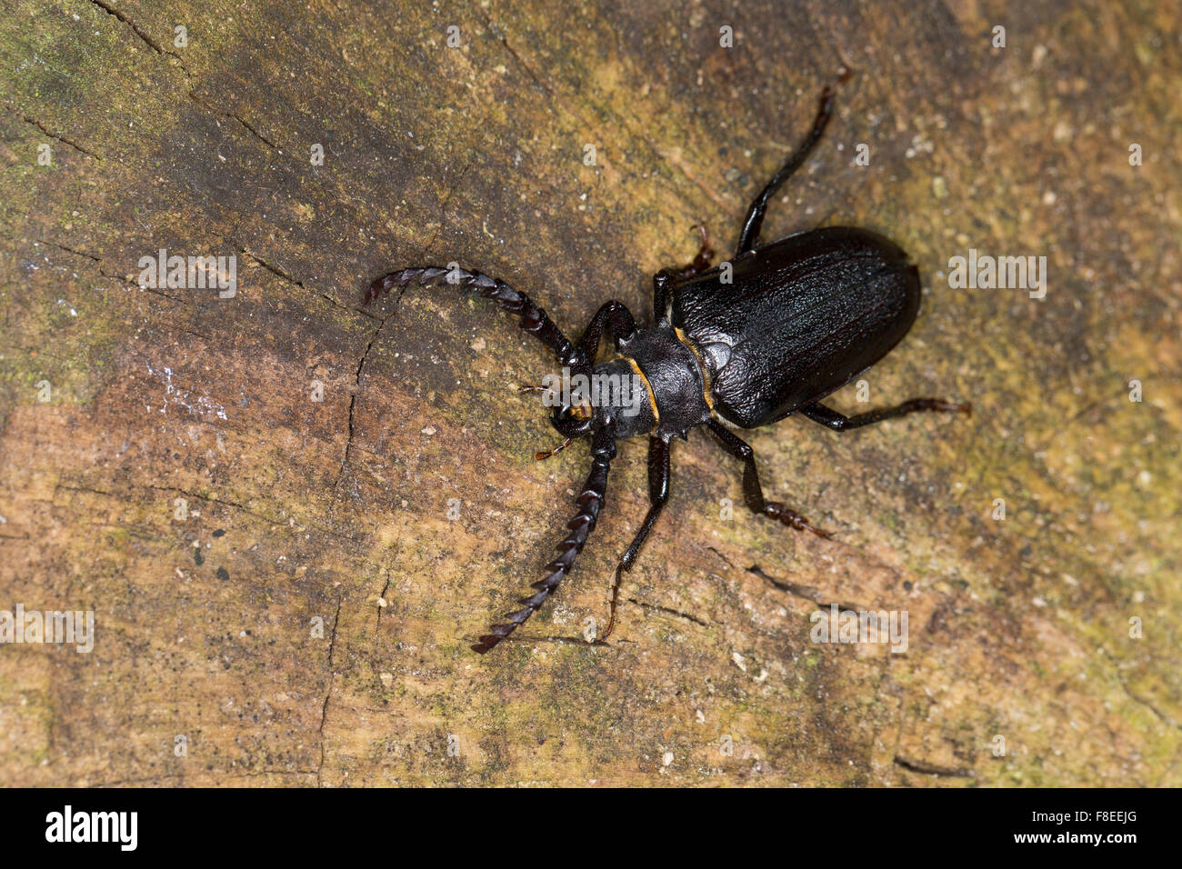Tanner, sawyer, prionus longhorn beetle, male, Sägebock, Gerberbock, Männchen, Prionus coriarius, Prione tanneur, Prione coriace Stock Photo