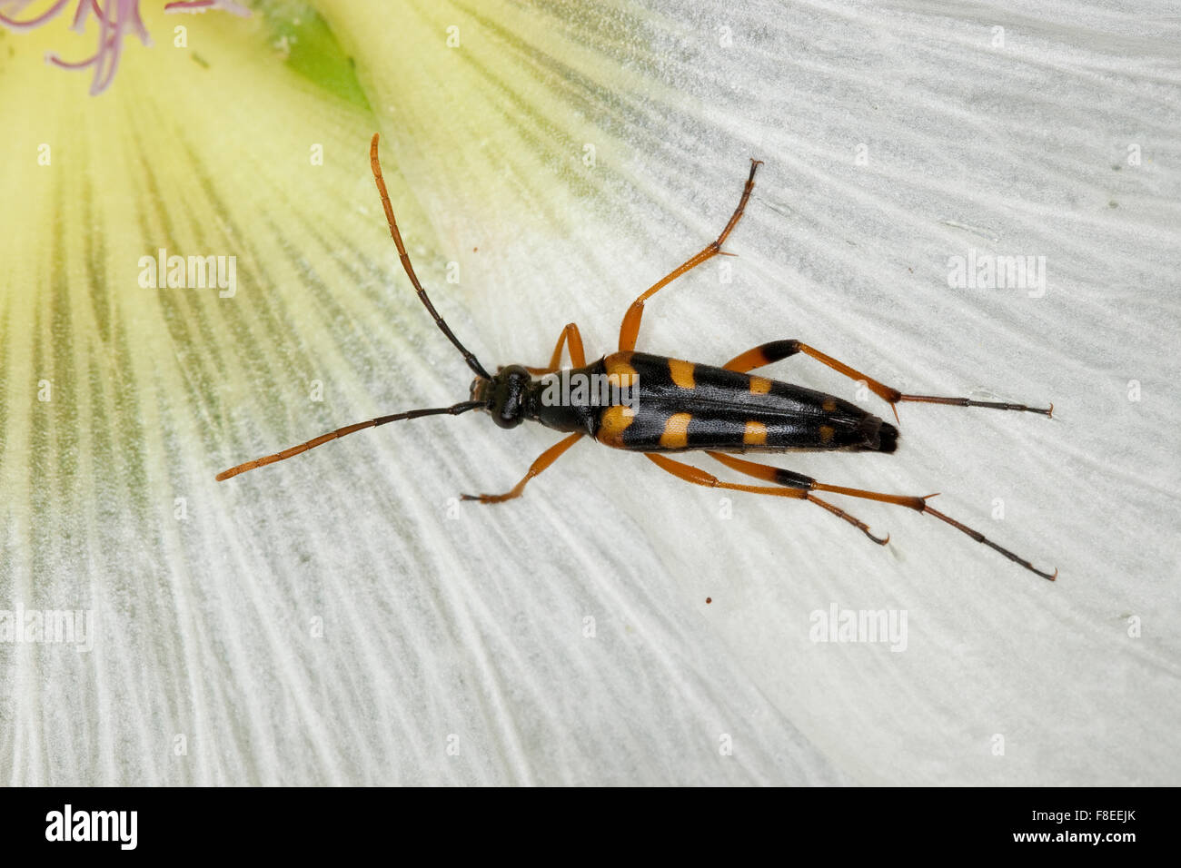 Long-horned beetle, Schlanker Schmalbock, Blütenbesuch, Strangalia attenuata, Typocerus attenuata, Leptura attenuata Stock Photo