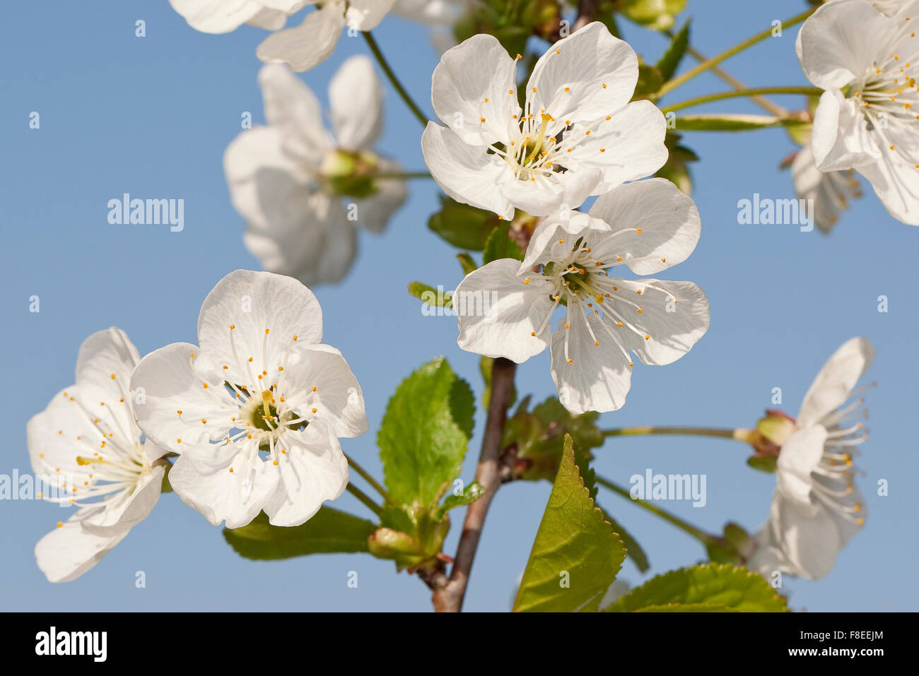 Sour cherry, Sauerkirsche, Weichselkirsche, Sauer-Kirsche, Kirsche, Schattenmorelle, Blüten, Blüte, Obstbaum, Prunus cerasus Stock Photo