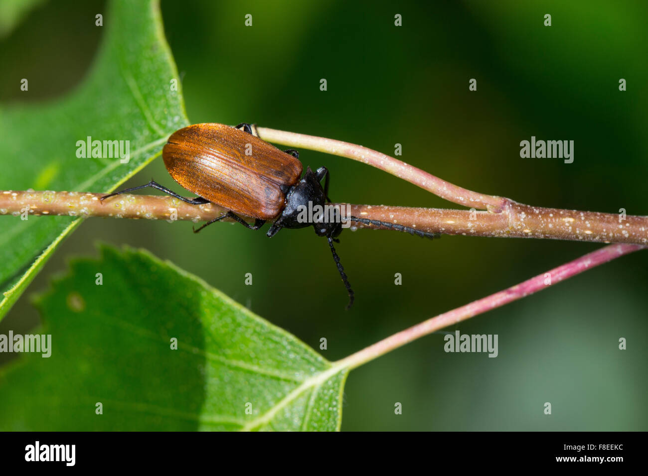 Darkling beetle, darkling beetles, female, Sägehörniger Pflanzenkäfer