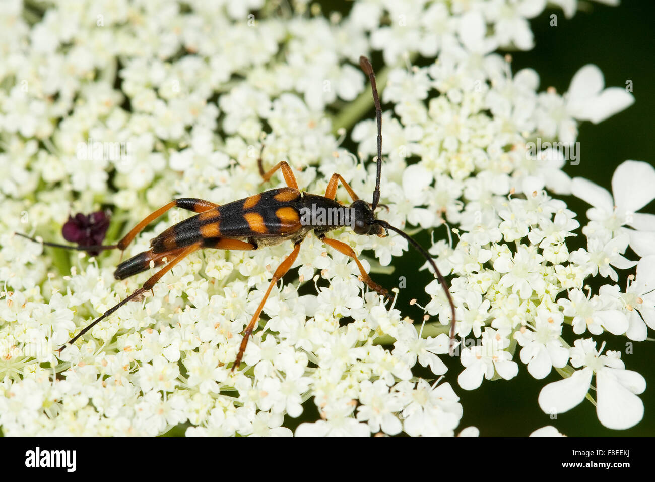 Long-horned beetle, Schlanker Schmalbock, Blütenbesuch, Strangalia attenuata, Typocerus attenuata, Leptura attenuata Stock Photo