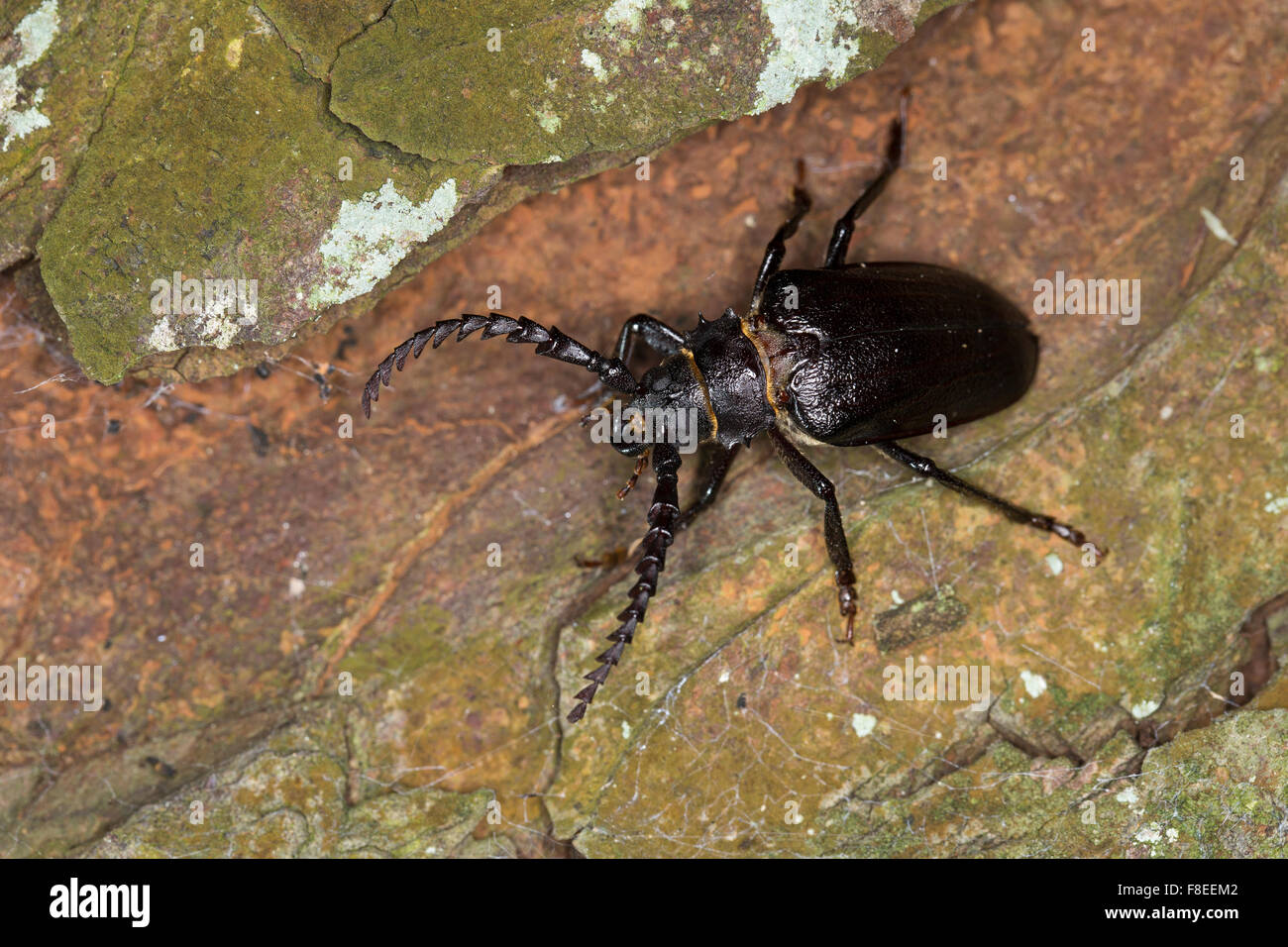 Tanner, sawyer, prionus longhorn beetle, male, Sägebock, Gerberbock, Männchen, Prionus coriarius, Prione tanneur, Prione coriace Stock Photo