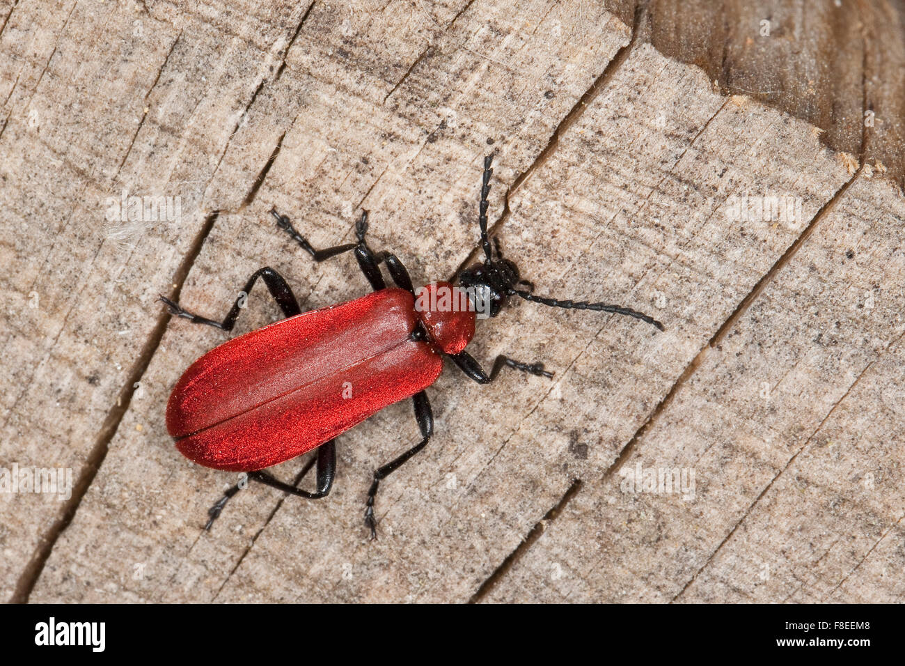 Cardinal beetle hi-res stock photography and images - Alamy