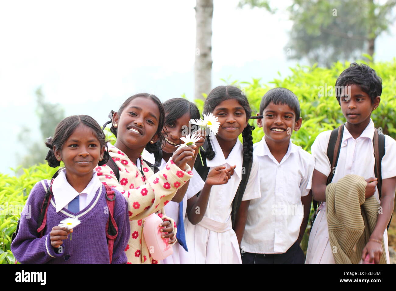 after school children at a tea plantation Stock Photo Alamy