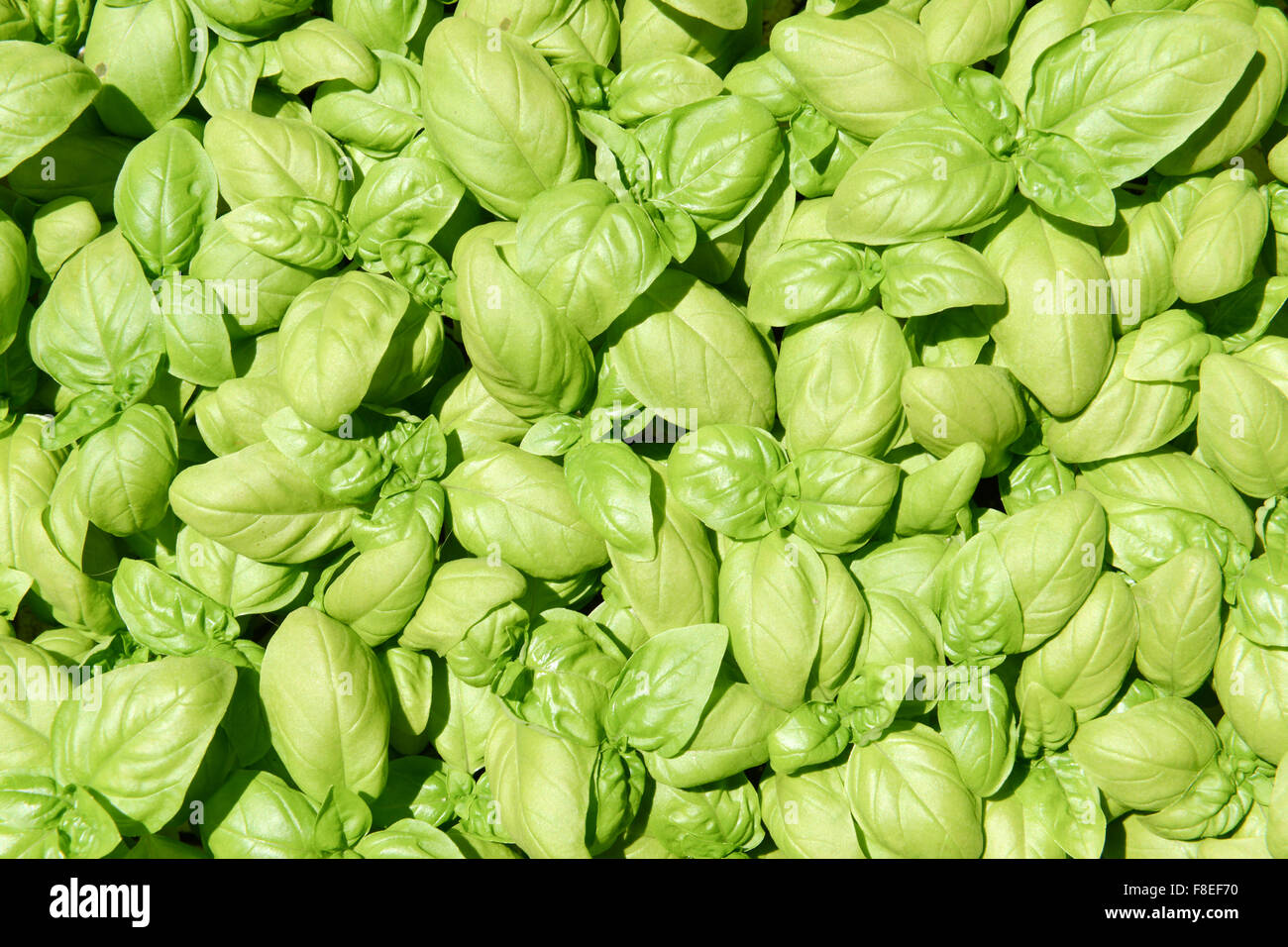 Green fragrant basil leaves for flavour in cooking Stock Photo Alamy