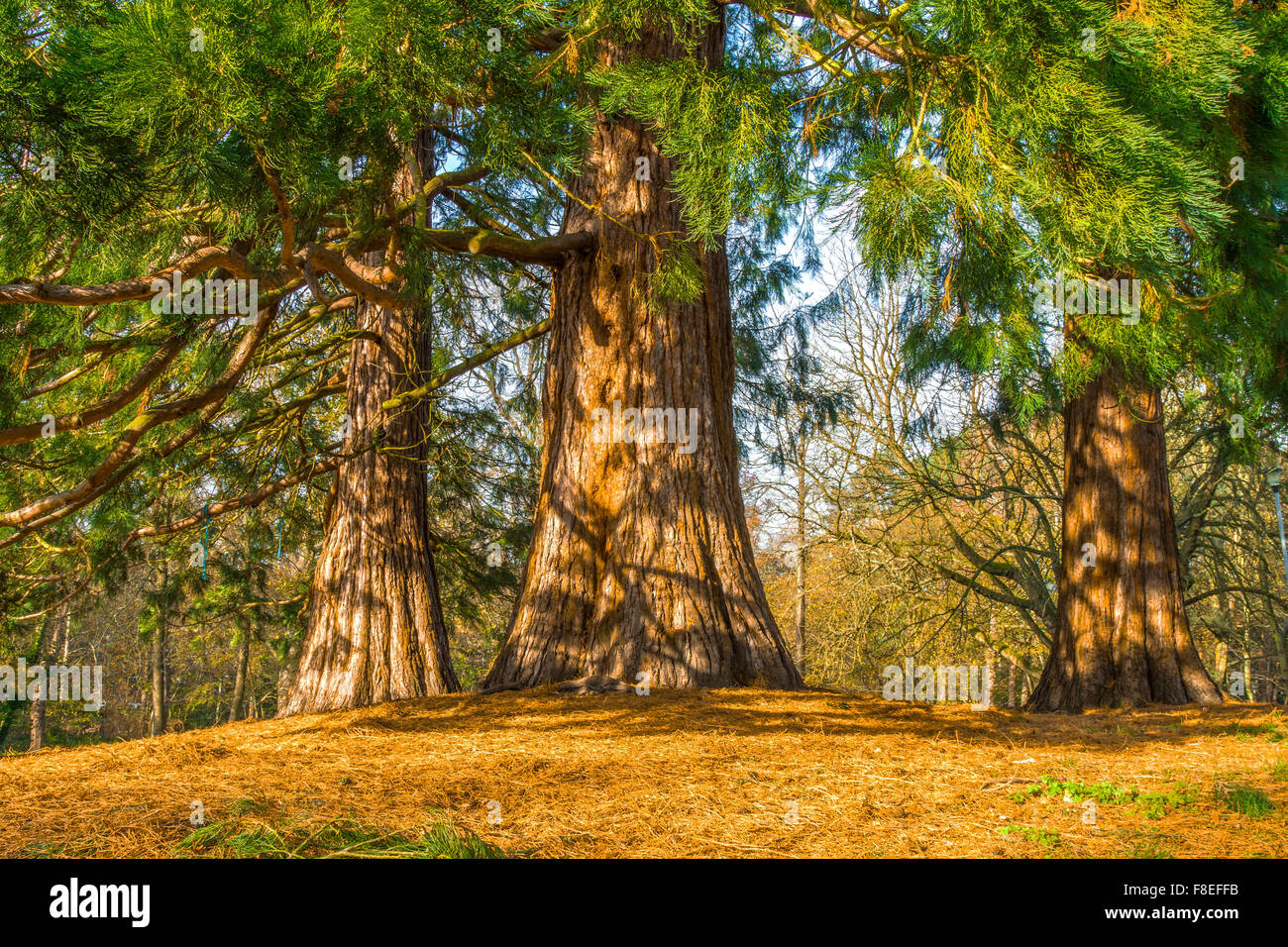 Trees in a park Stock Photo - Alamy