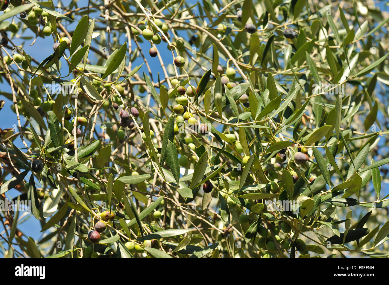 Olives are an important production in Cilento. When the fruits are