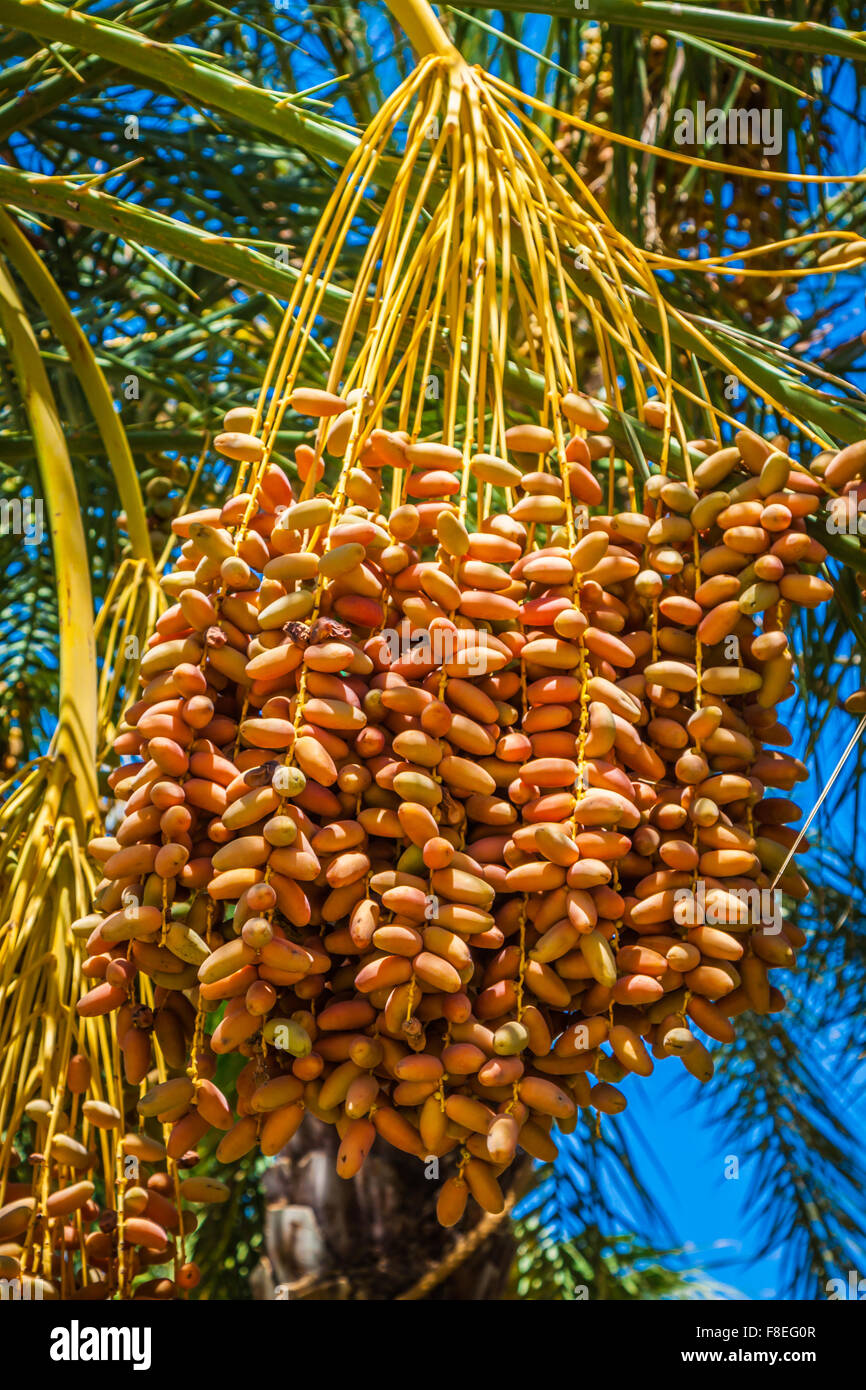 Unripe dates High Resolution Stock Photography and Images Alamy