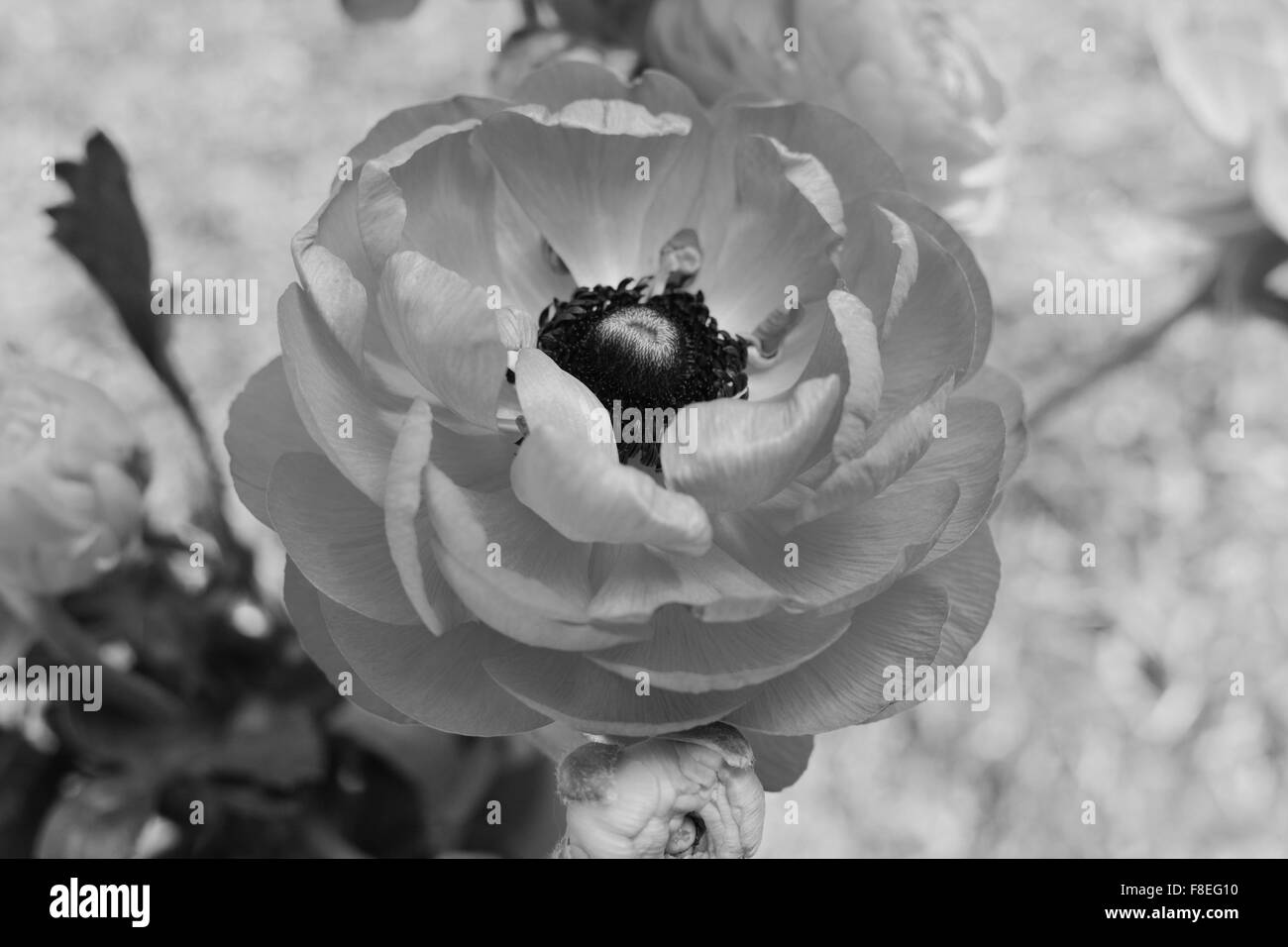 Ranunculus in full bloom - monochrome processing Stock Photo