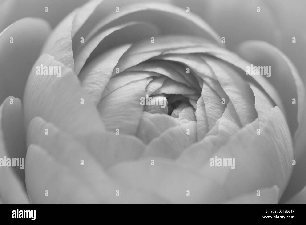 Ranunculus flower petals opening in macro - monochrome processing Stock Photo