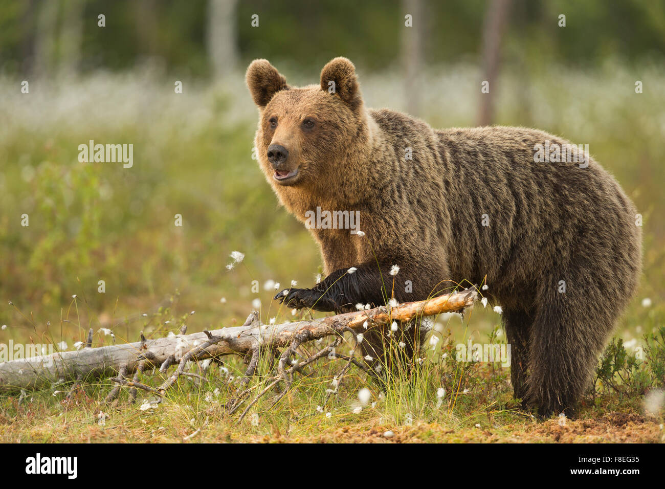 European Brown Bear (Ursus arctos arctos) adult, Finland Stock Photo ...