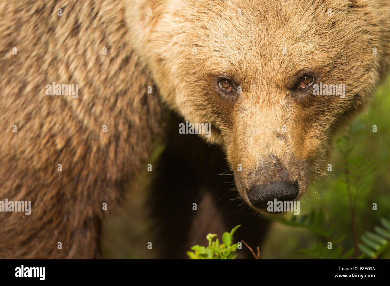 European Brown Bear (Ursus arctos arctos) adult, Finland Stock Photo ...