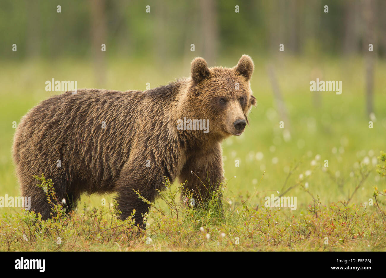 European Brown Bear (Ursus arctos arctos) adult, Finland Stock Photo ...