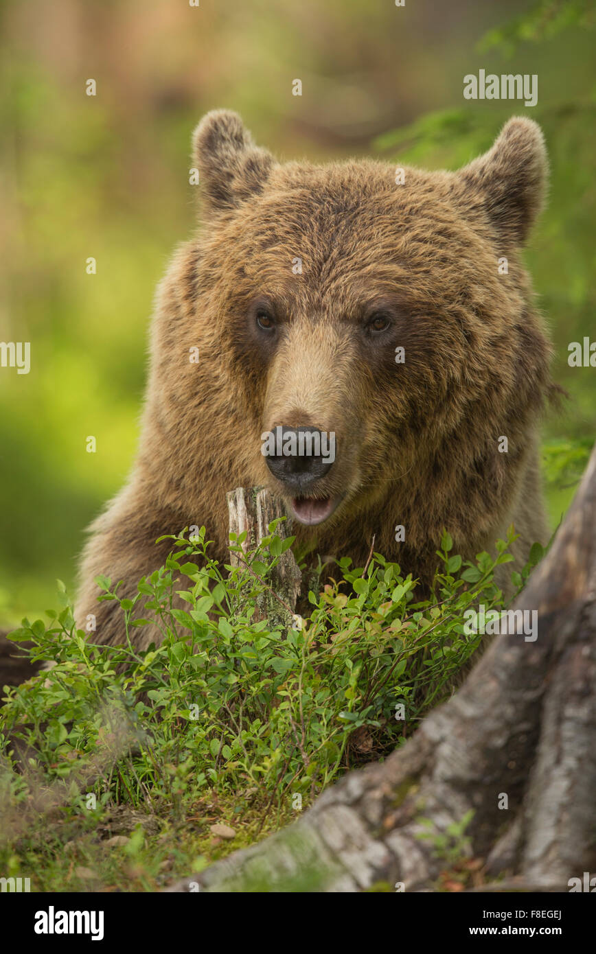 European Brown Bear (Ursus arctos arctos) adult, Finland Stock Photo ...