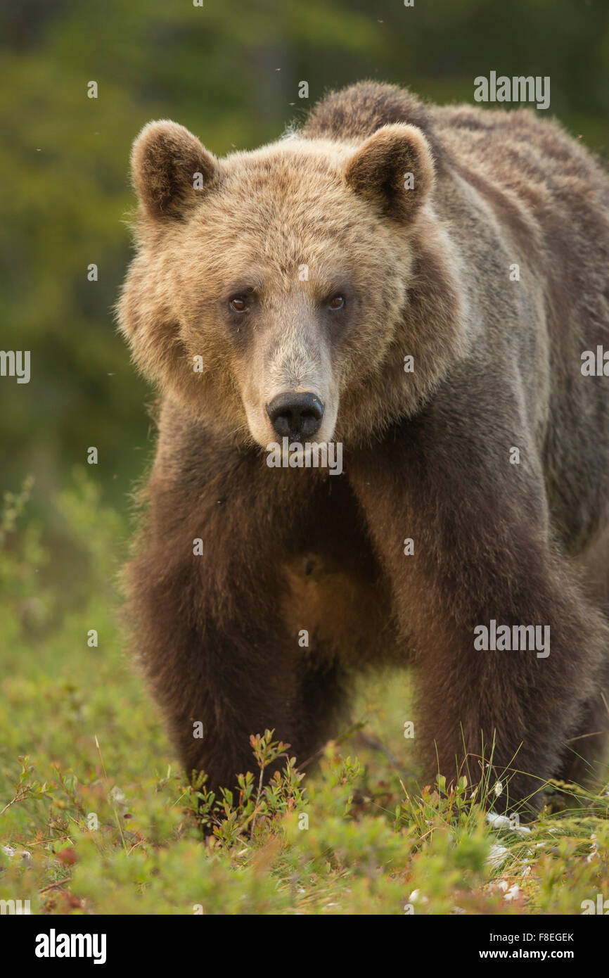 European Brown Bear (Ursus arctos arctos) adult, Finland Stock Photo ...