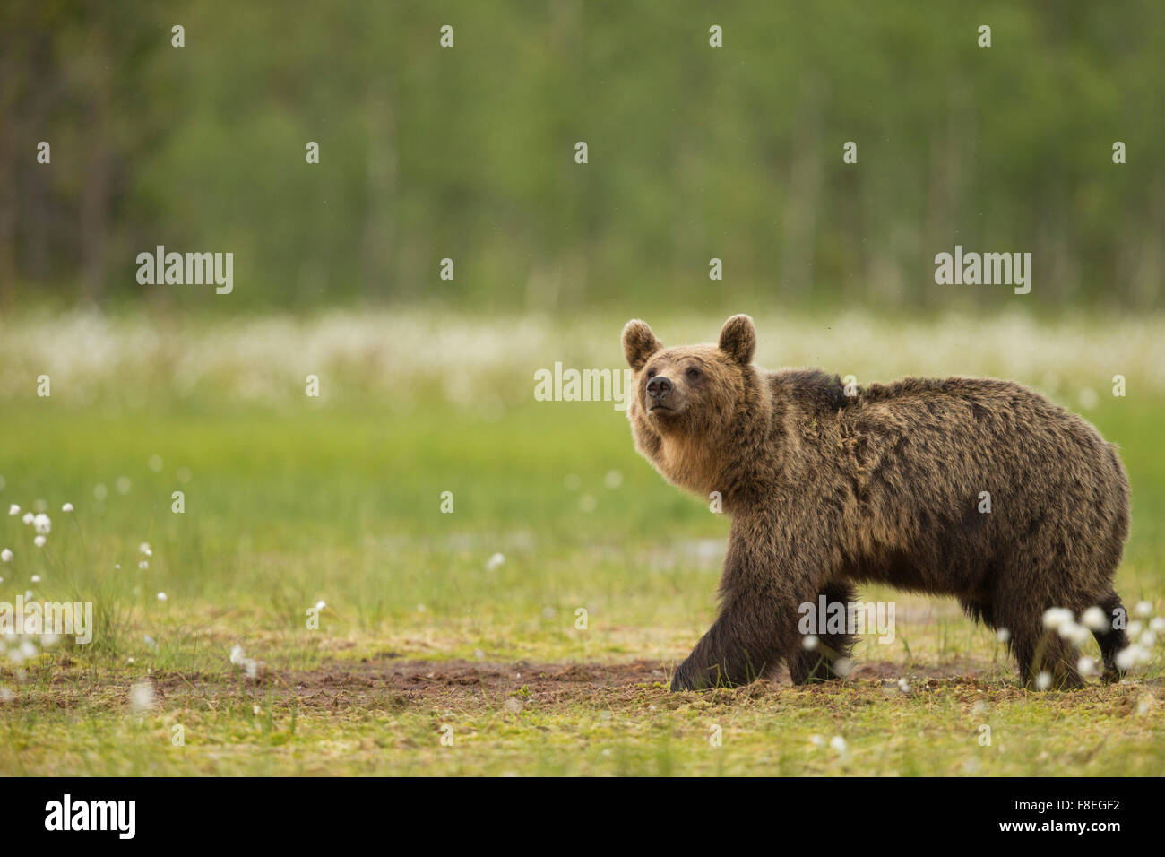 European Brown Bear (Ursus arctos arctos) adult, Finland Stock Photo ...