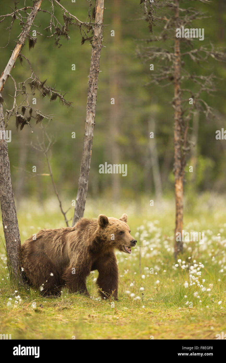 European Brown Bear (Ursus arctos arctos) adult, Finland Stock Photo ...