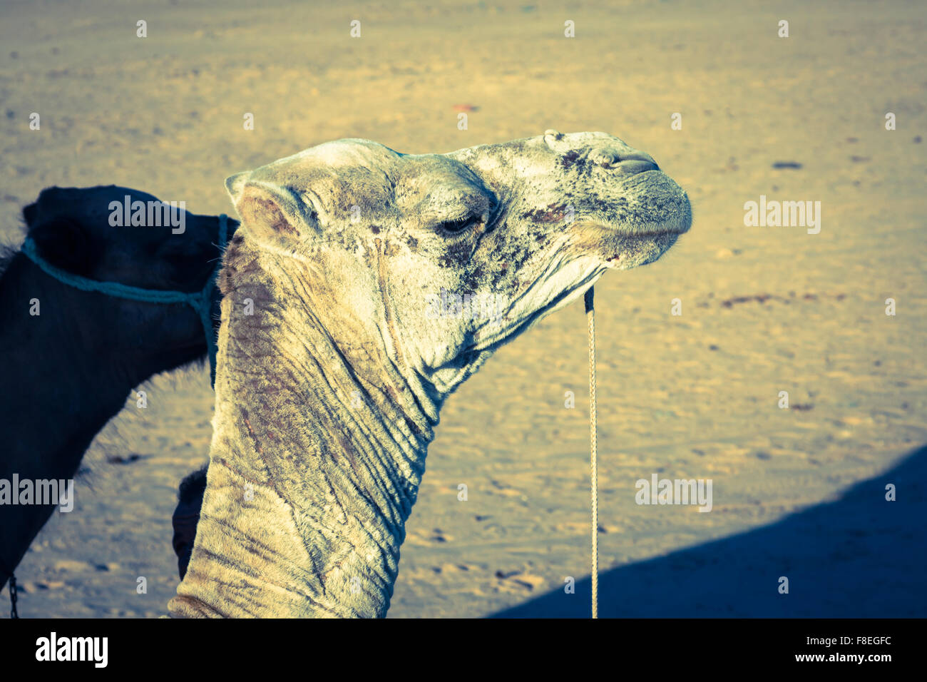 Arabian camel or Dromedary also called a one-humped camel in the Sahara Desert, Douz, Tunisia Stock Photo